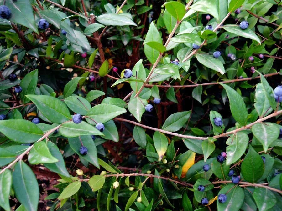 Myrtus communis