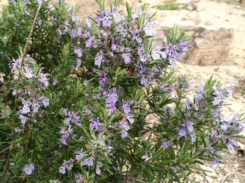 Rosmarinus officinalis