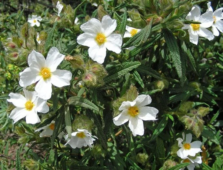 Cistus monspeliensis