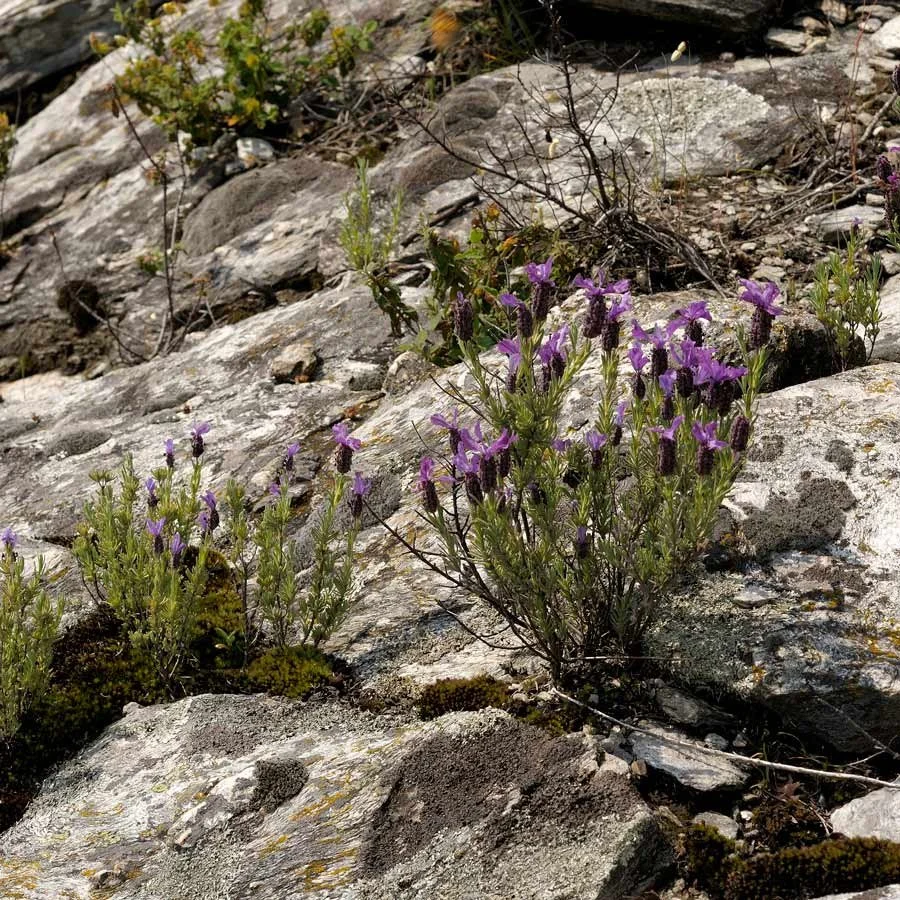 Lavandula stoechas