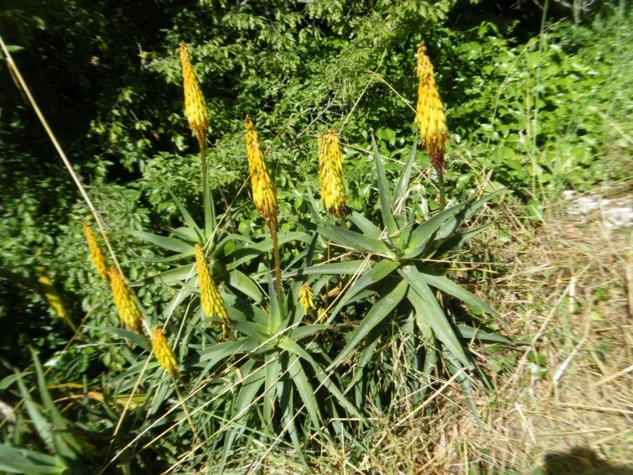 Aloe striatula