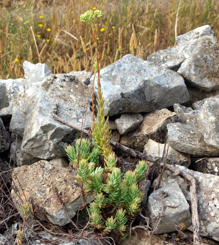 Petrosedum sediforme
