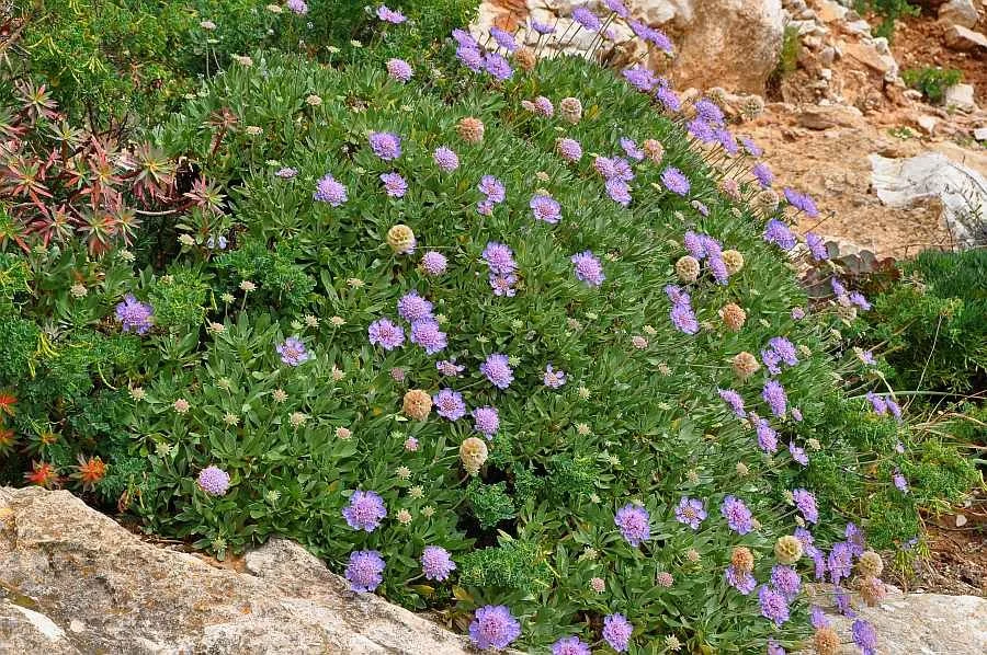 Scabiosa cretica