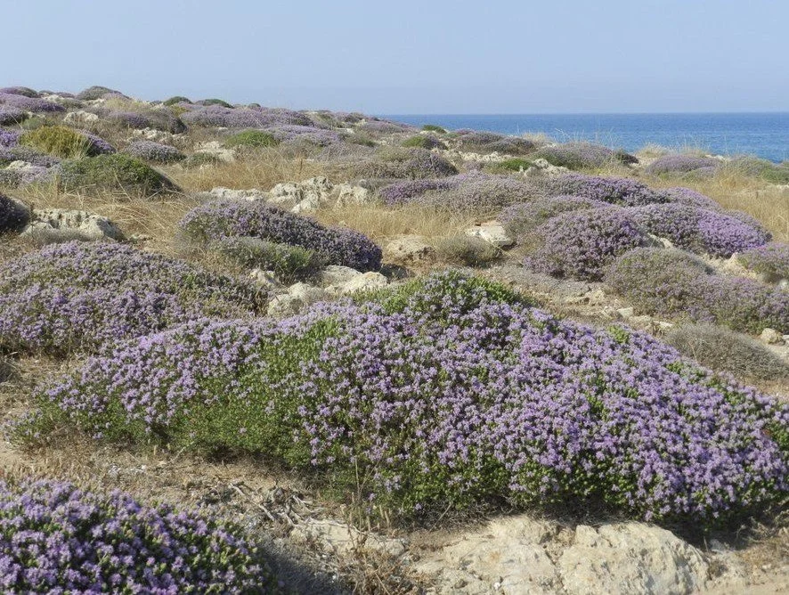 Thymbra capitata