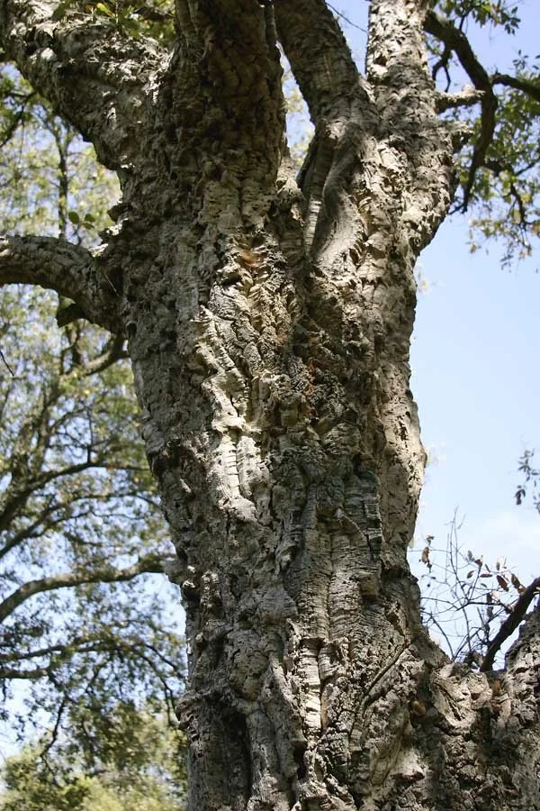 Quercus suber