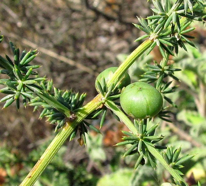 Asparagus acutifolius