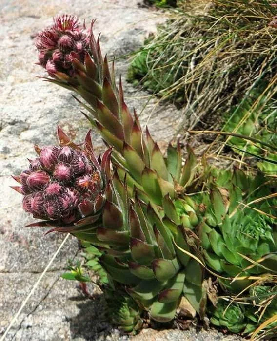 Sempervivum tectorum