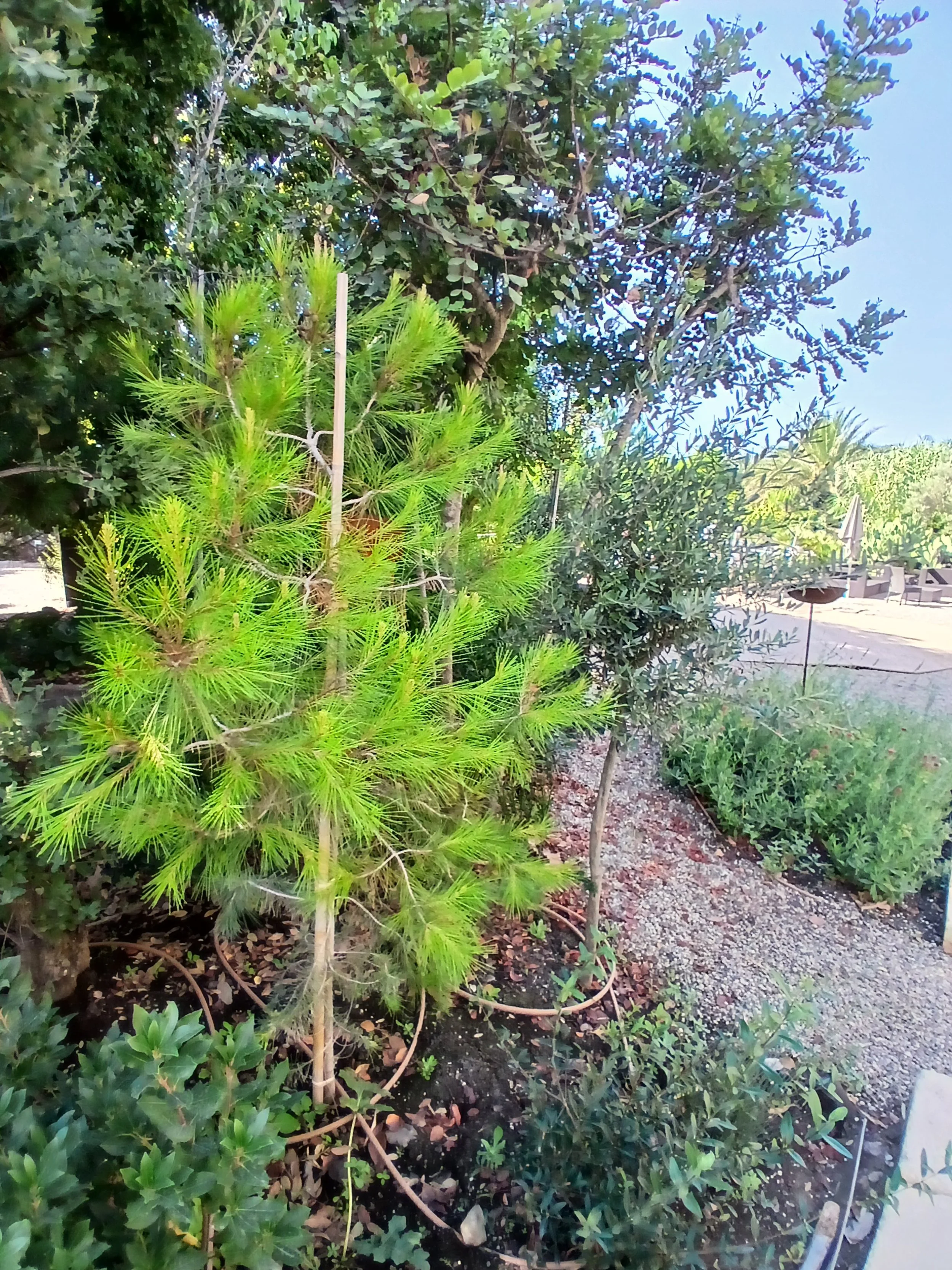 20250709_091308.jpg