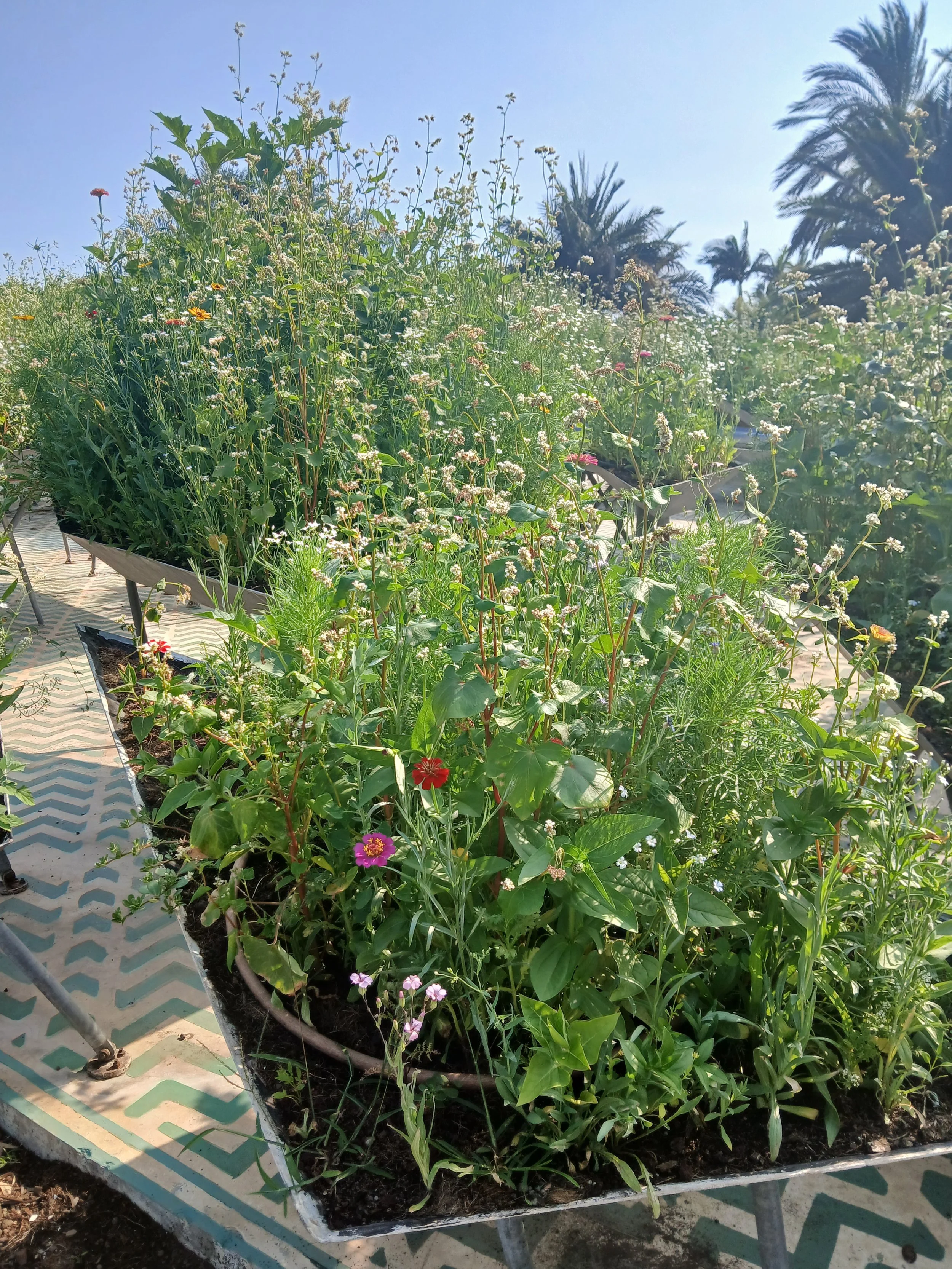 20250624_164026.jpg