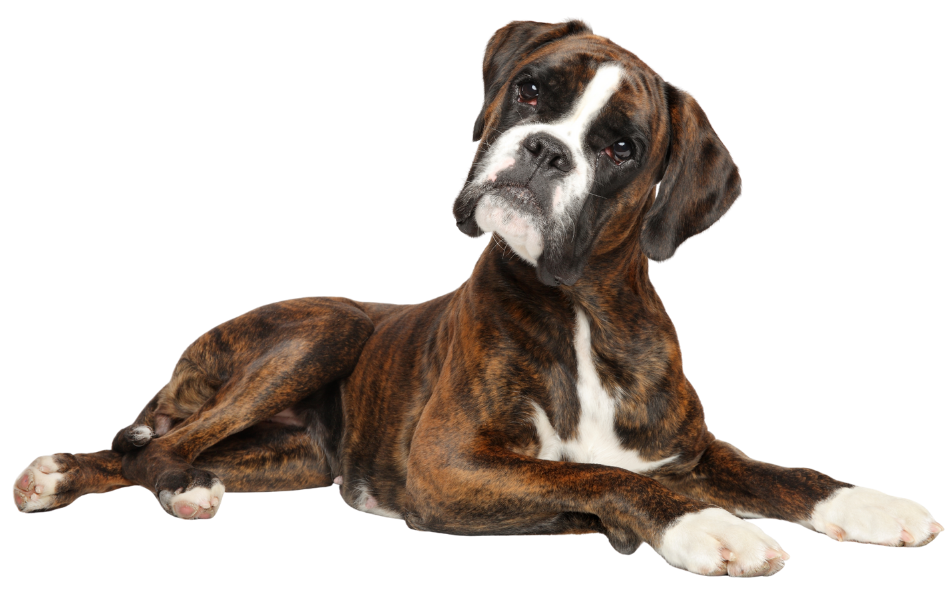 Courtesy Posts — Boxer Rebound
