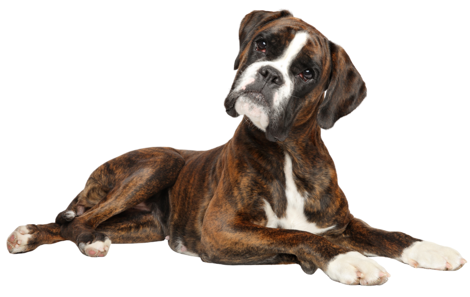 Courtesy Posts — Boxer Rebound