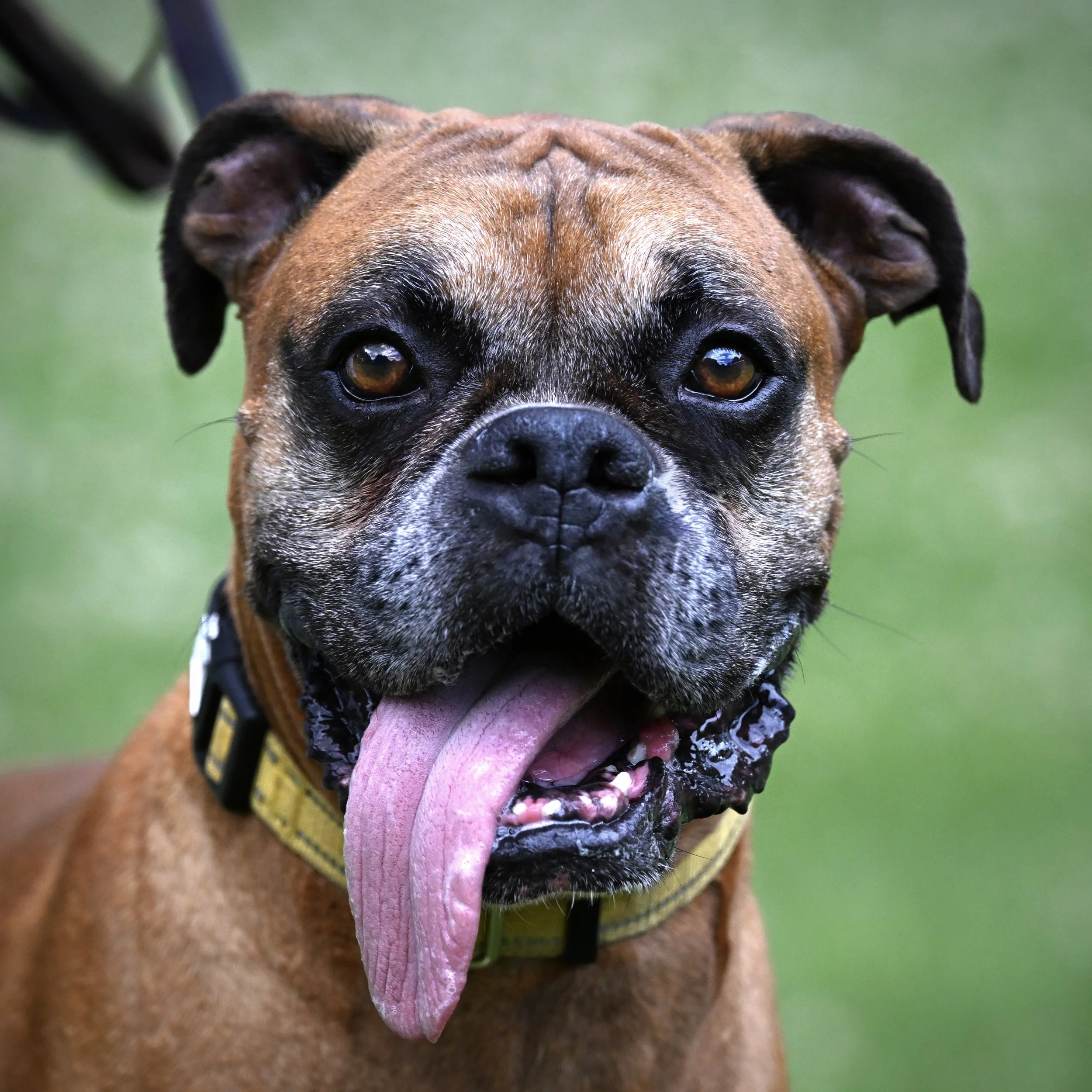 Boxer Rebound