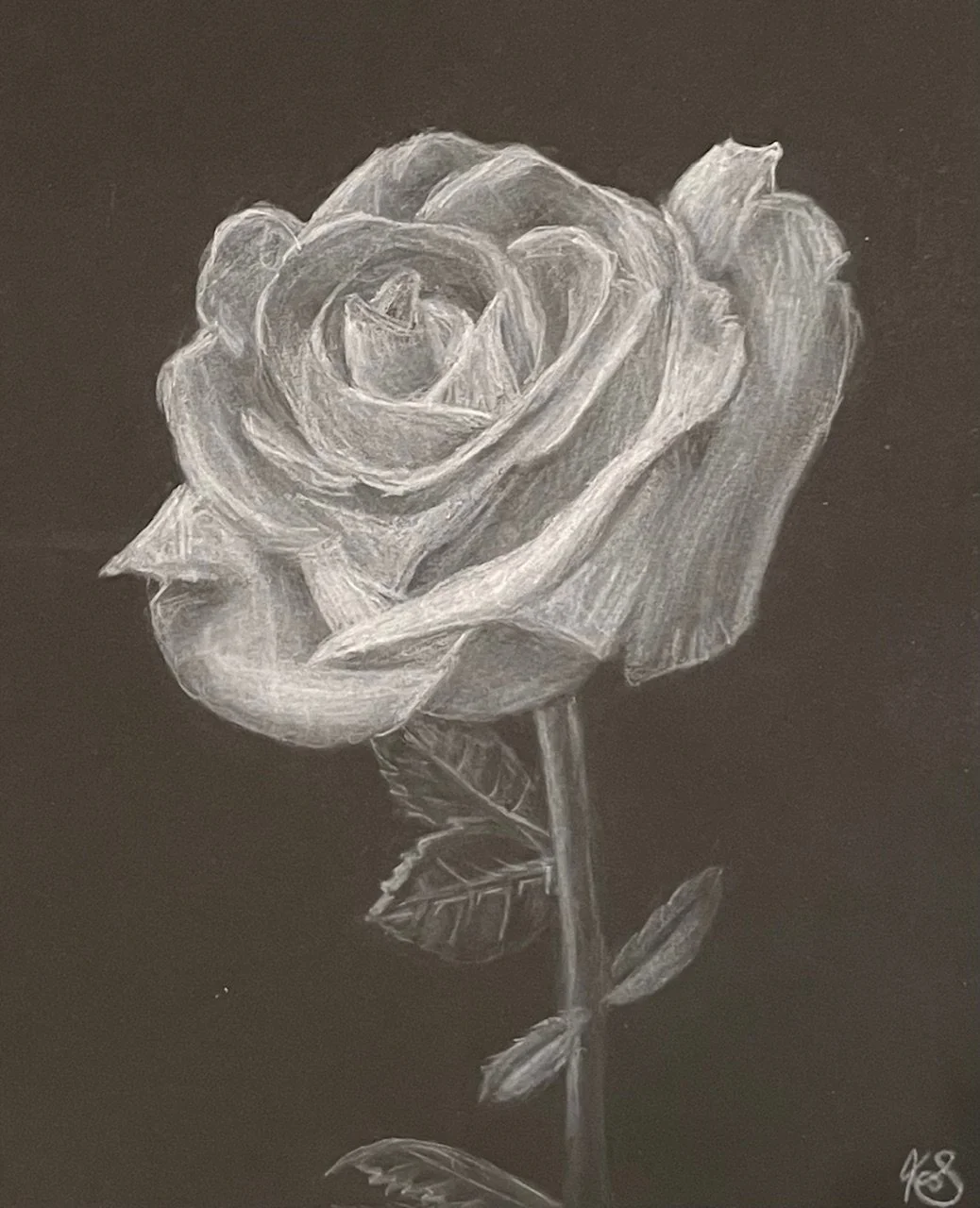 White Rose |
White Conte on Black Paper |
2019