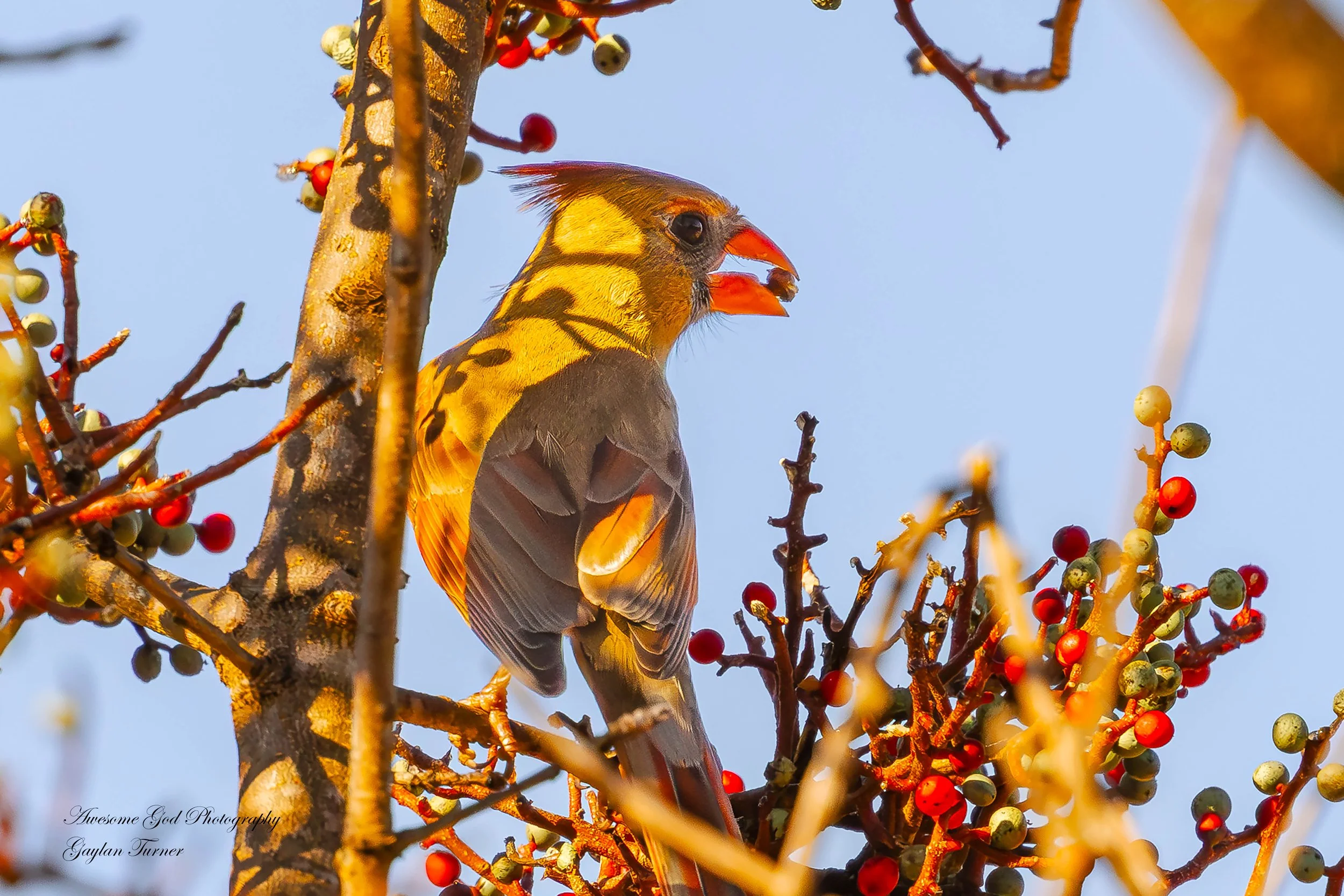 Cardinal Female with Berry 2 channel 8.jpg