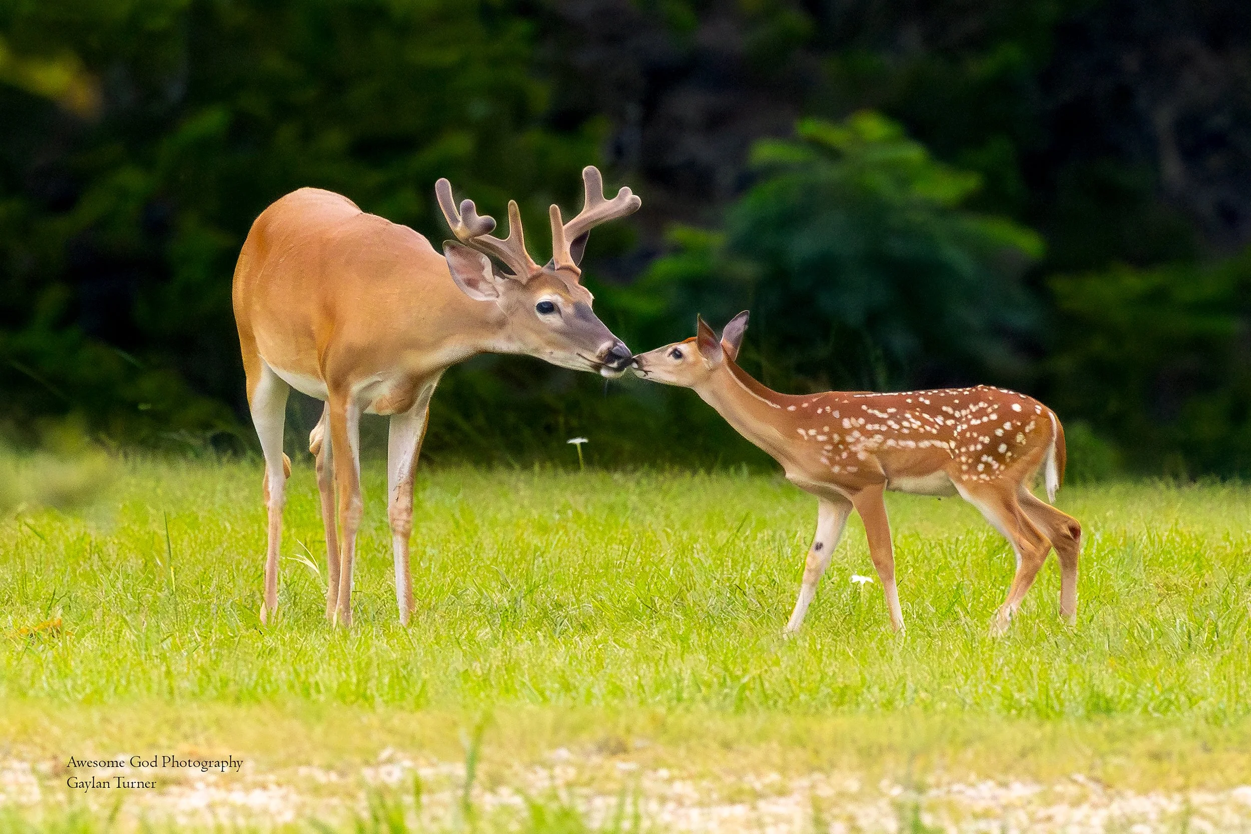 Buck and Fawn  channel 8  (1 of 1).jpg