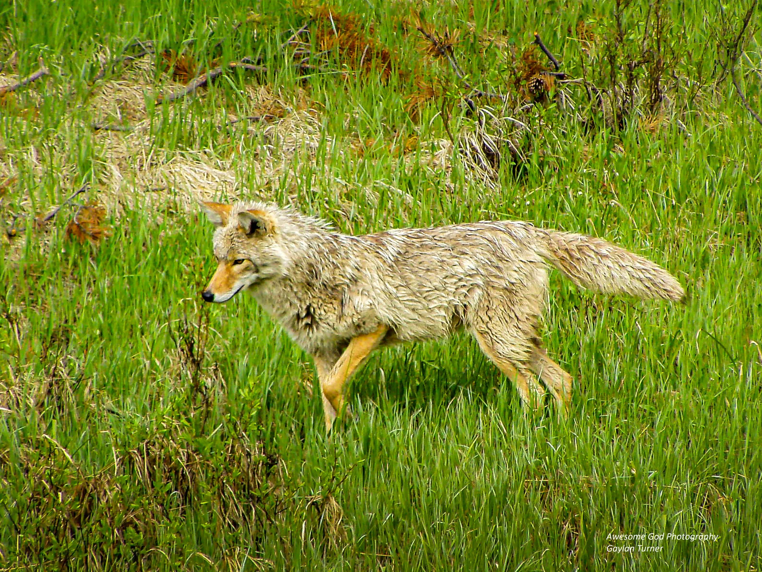 Coyote 1 4-15-26 processing channel 8  (1 of 1).jpg