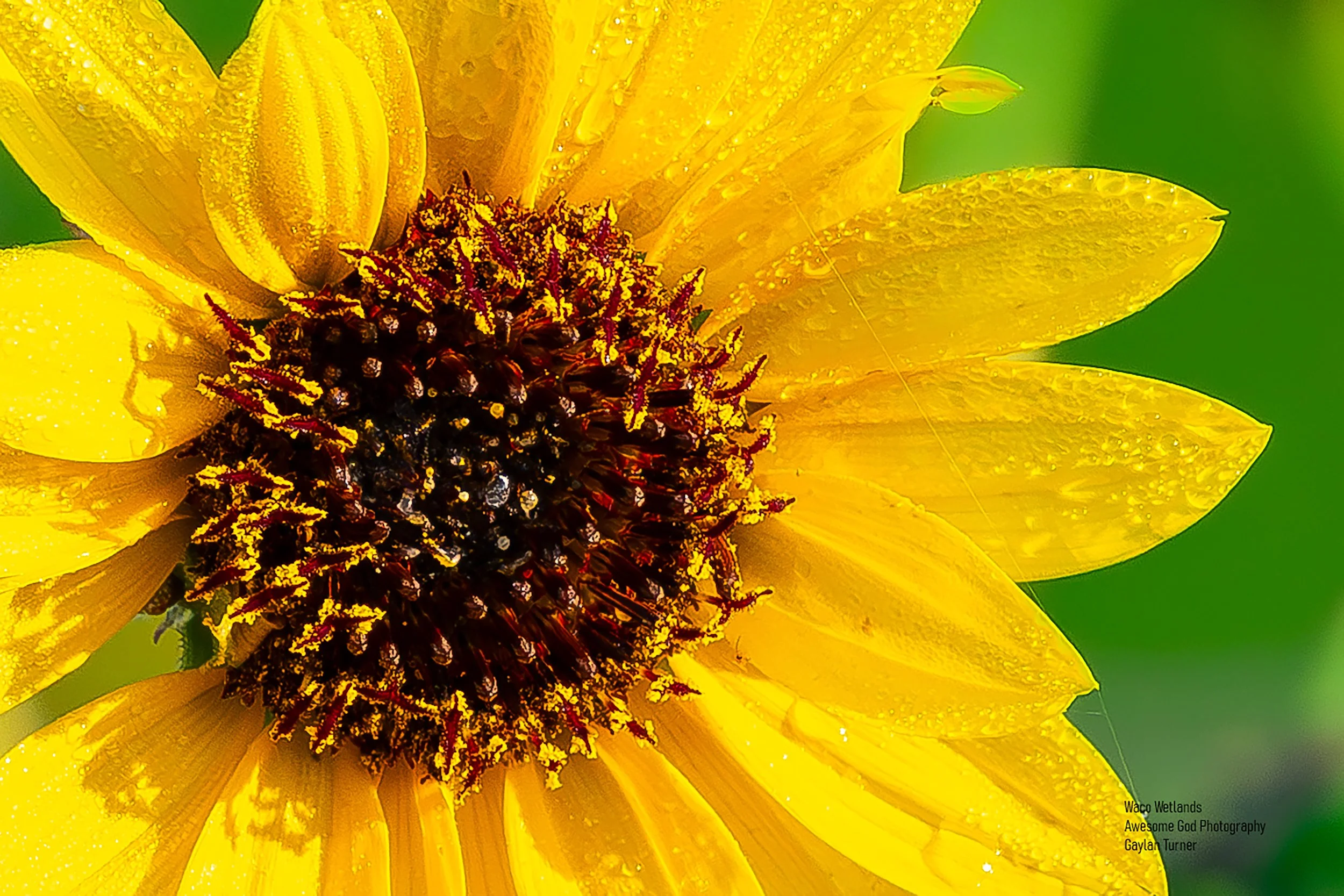 Sunflower Close Waco Wetlands channel 8  (1 of 1).jpg