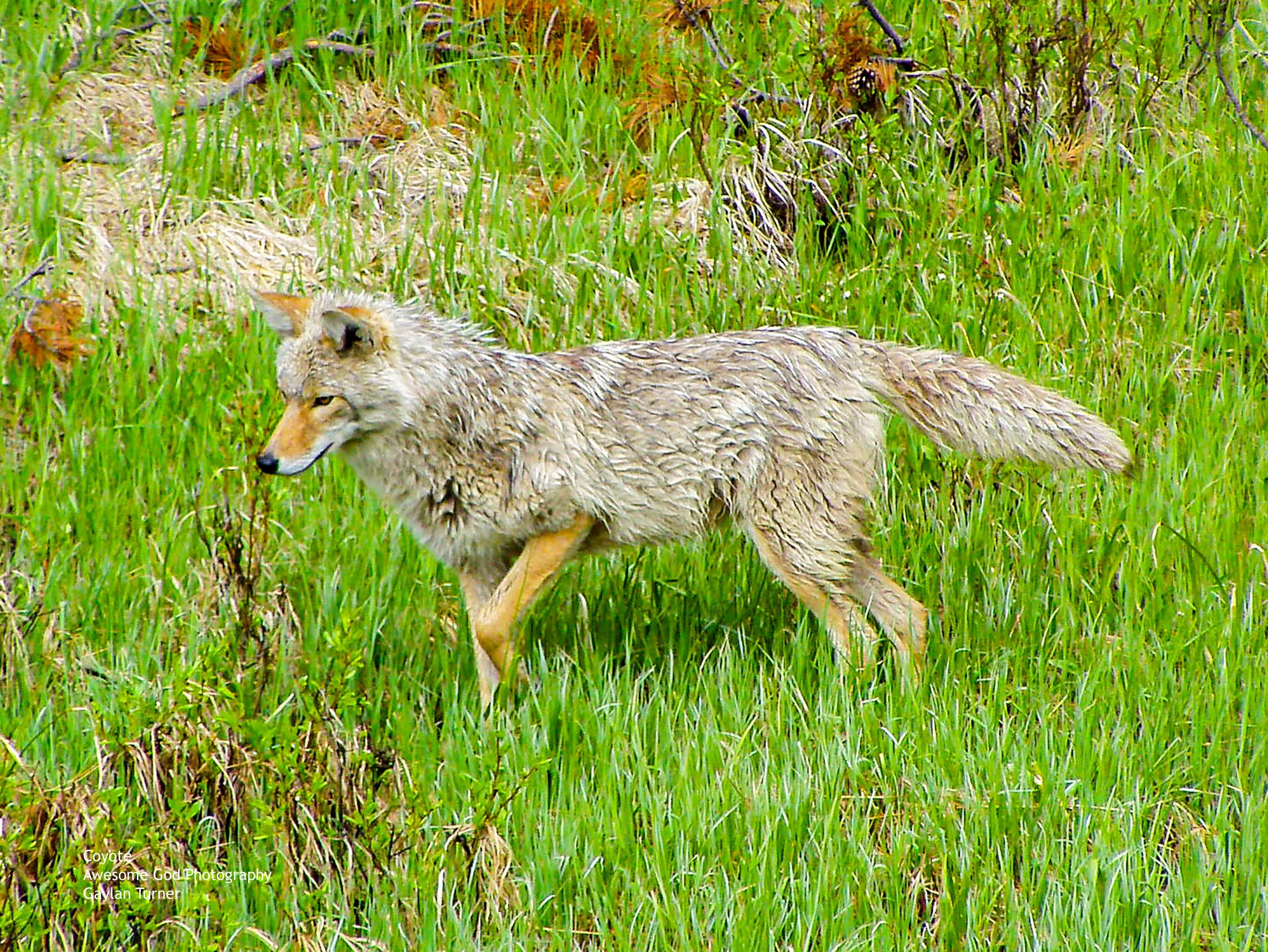 Coyote Yellowstone.jpg
