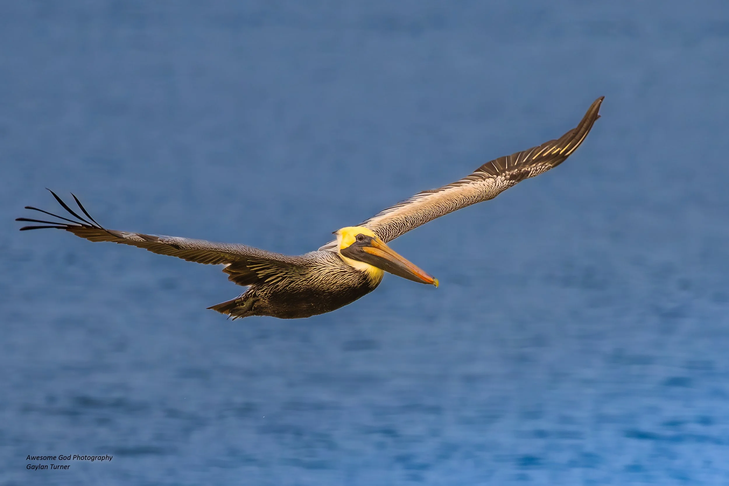 Pelican flying Channel 8_.jpg