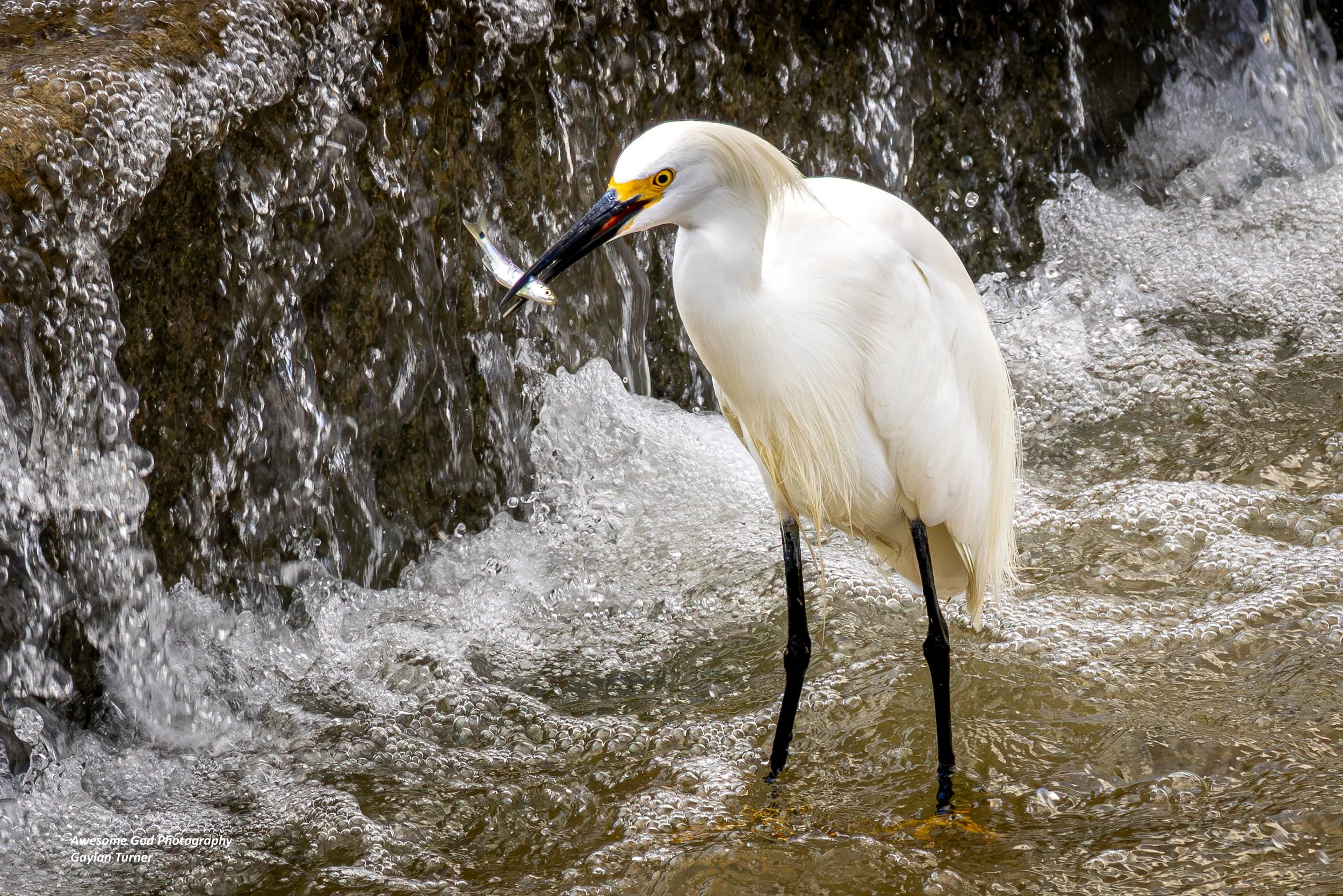 Snowy Egret with minnow channel 8  (1 of 1).jpg
