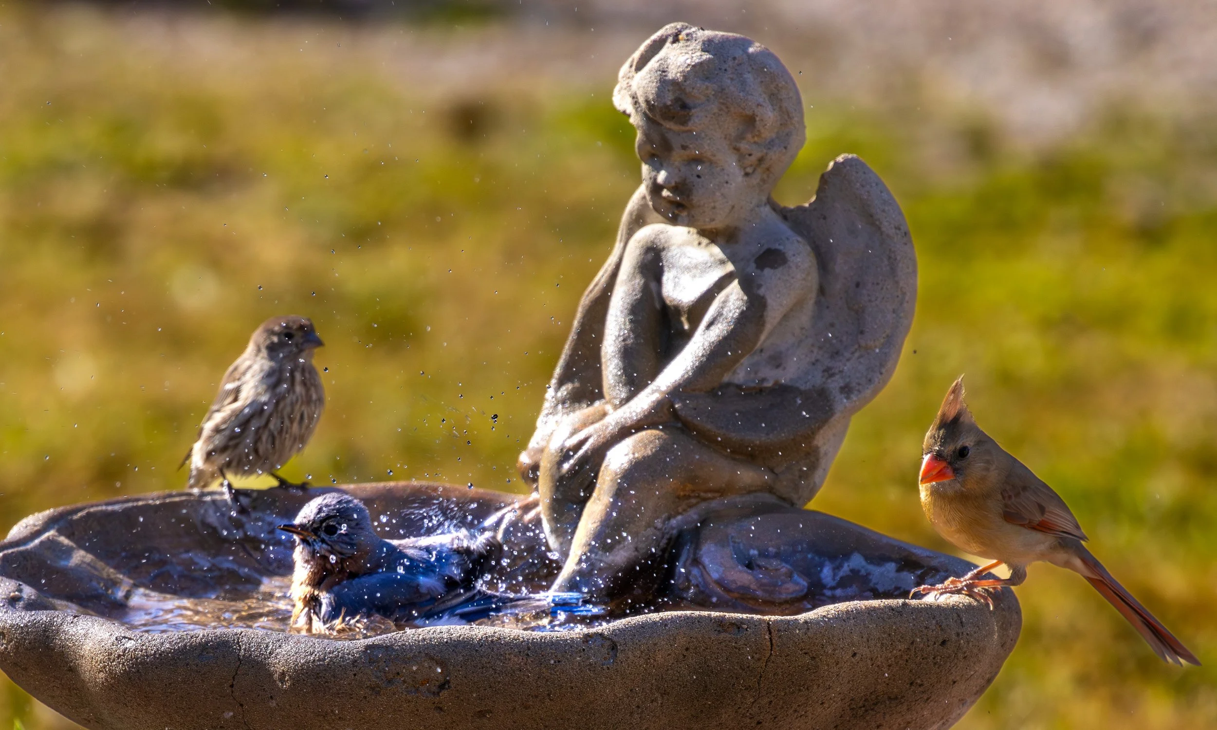 Eastern Bluebird bath w- Finch and Cardinal.jpg