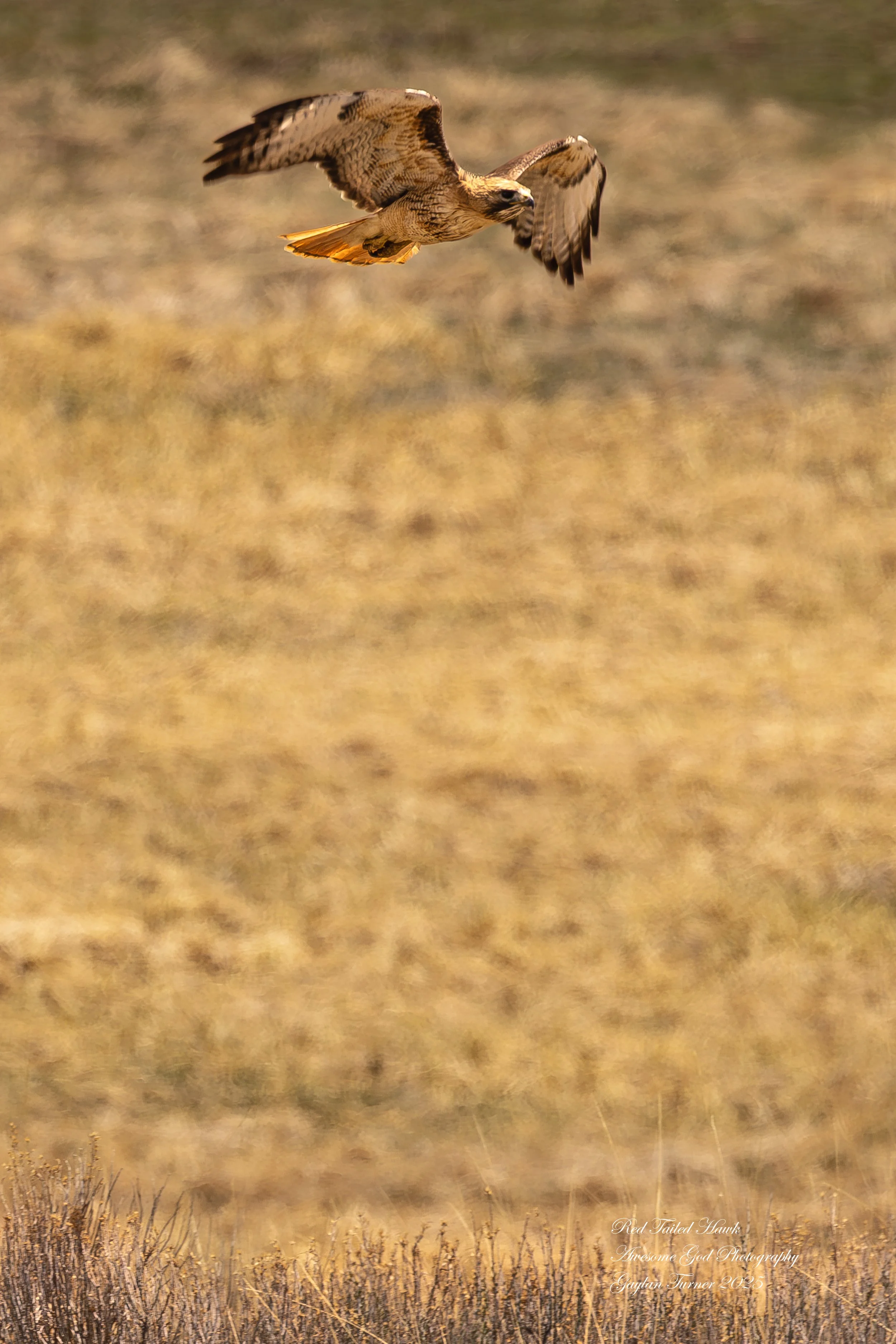 Red-Tailed Hawk portriat 2-1.jpg