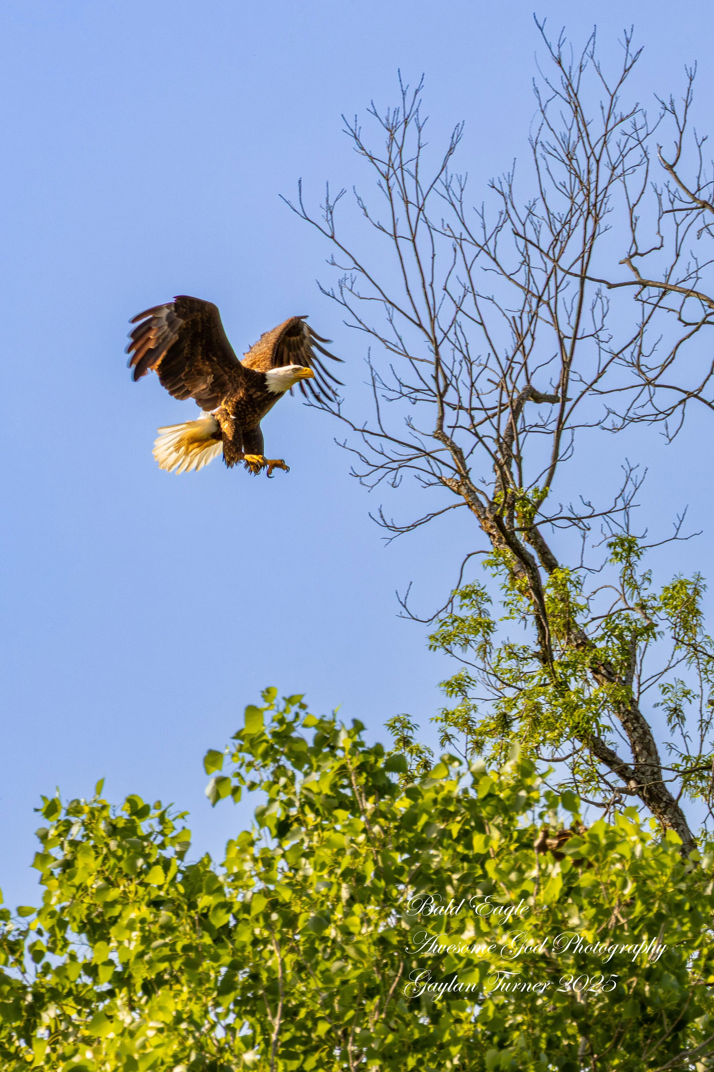 Bald Eagle April 23 1.jpg