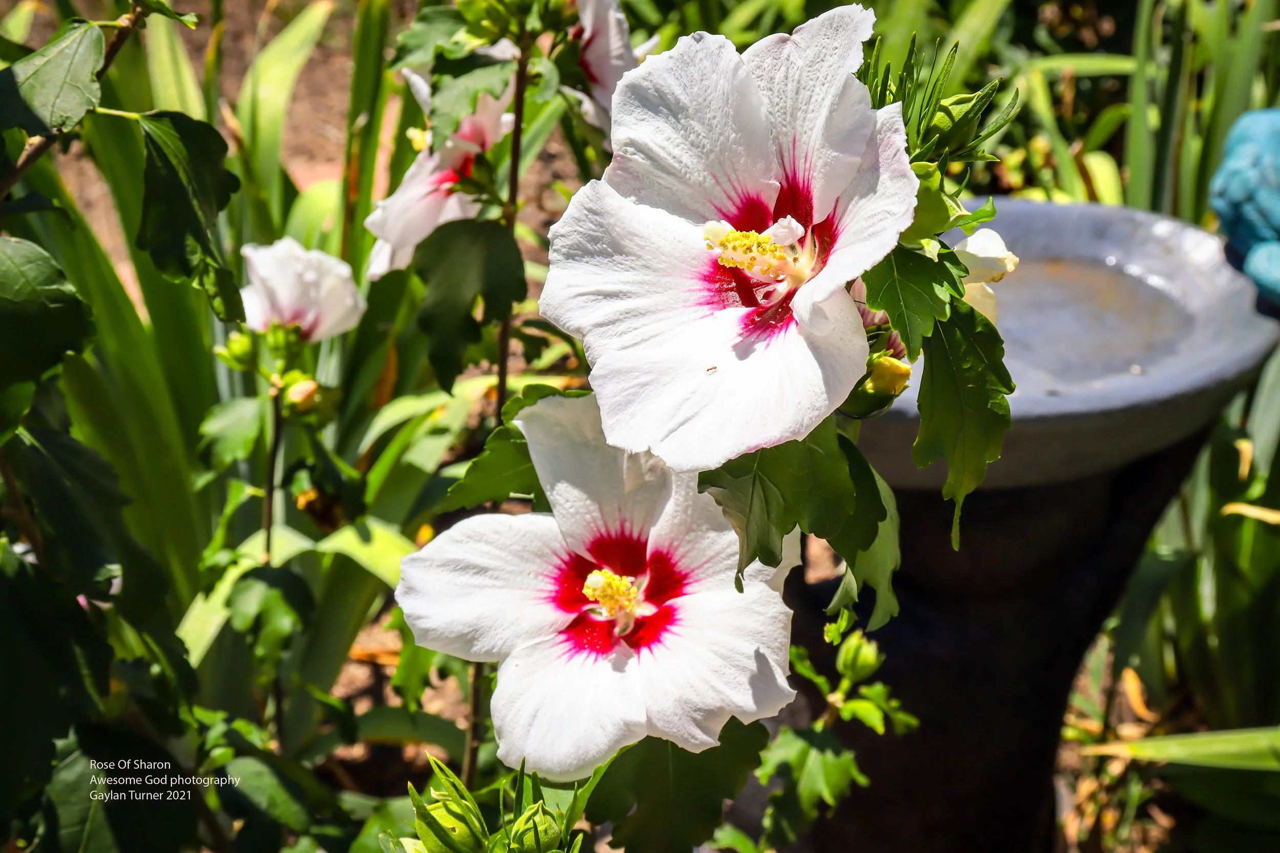Rose of Sharon with ant 8 bit (1 of 1).jpg