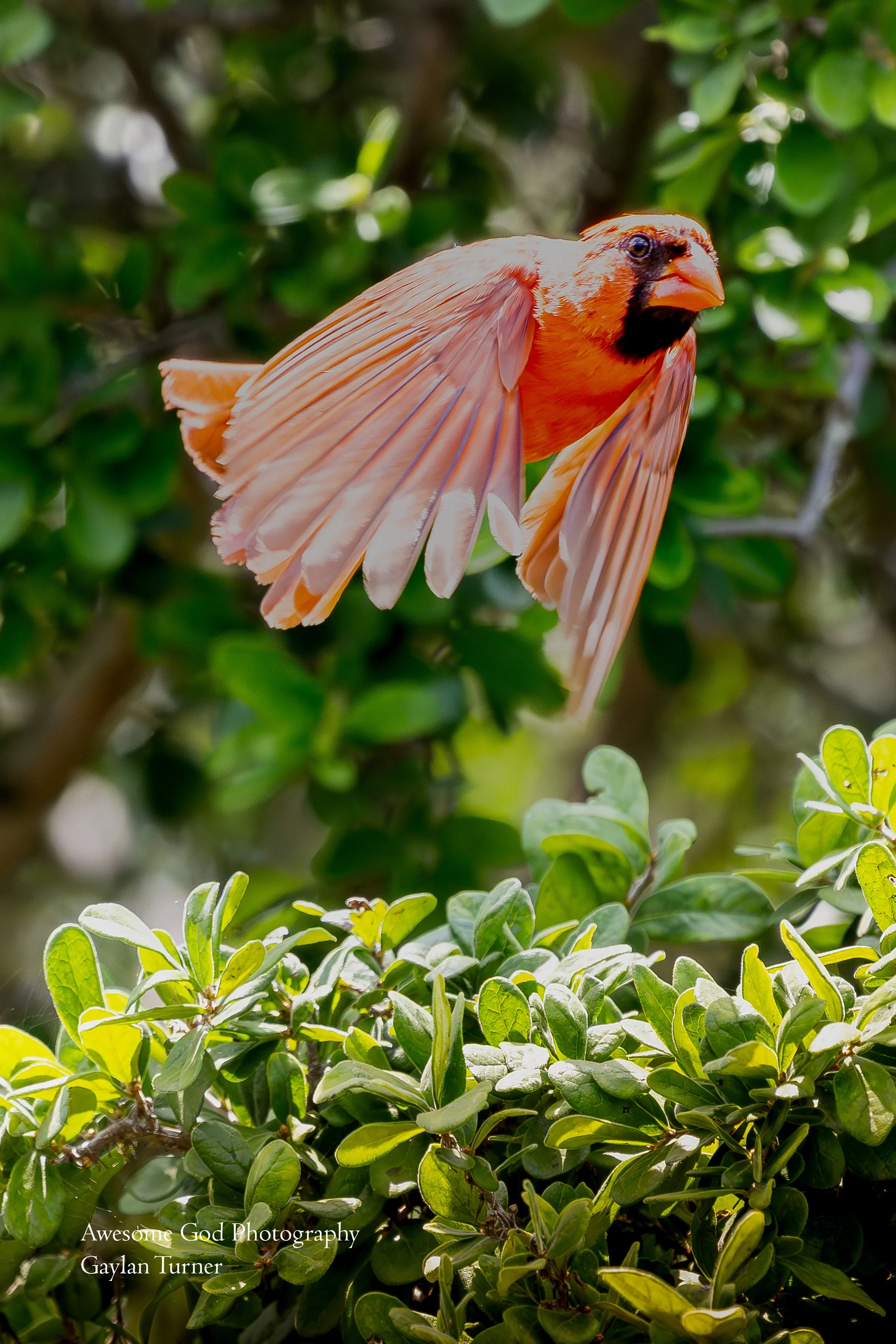 Cardinal in flight.jpg