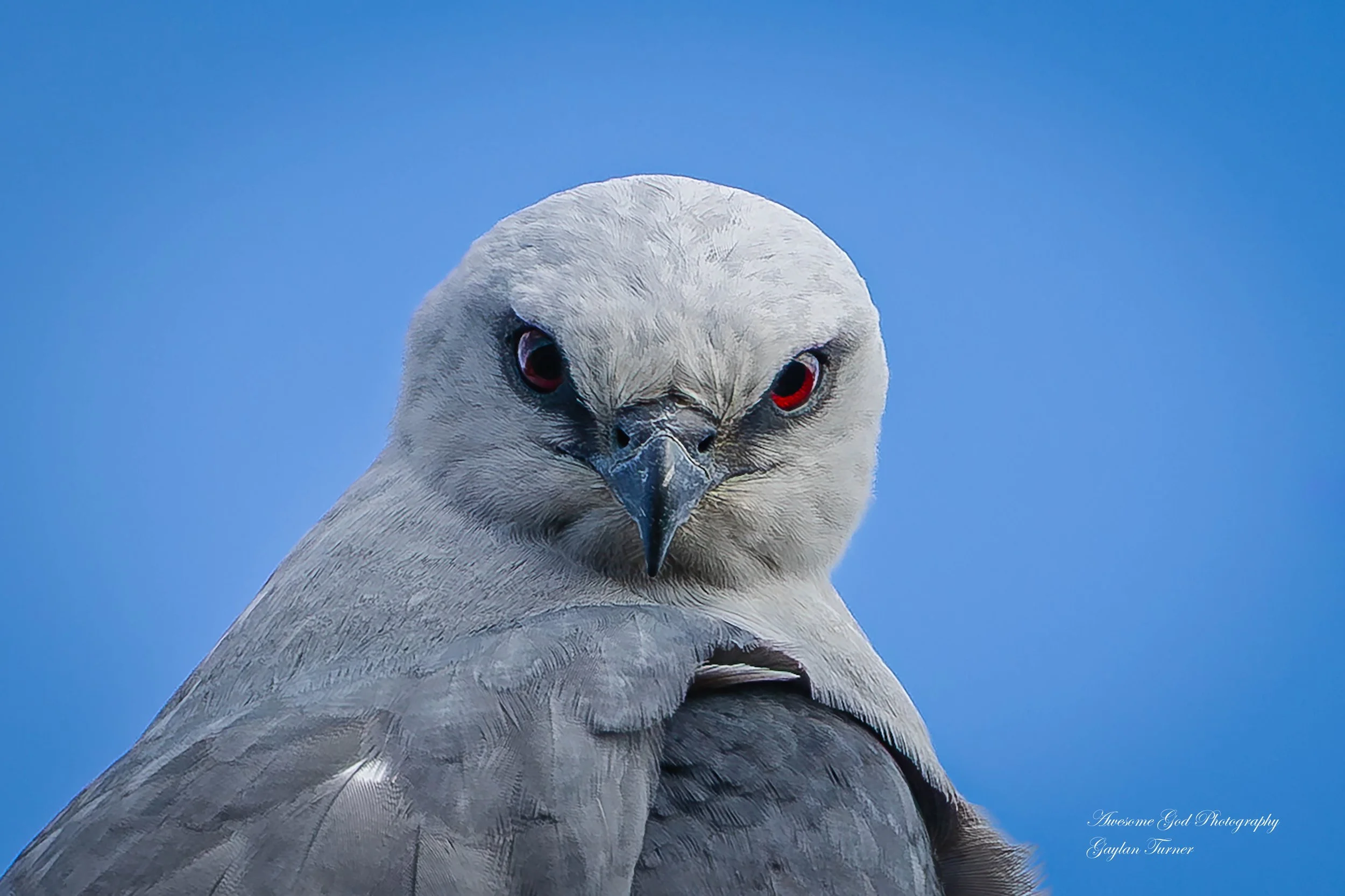 Mississippi Kite angry close channel 8 (1 of 1).jpg