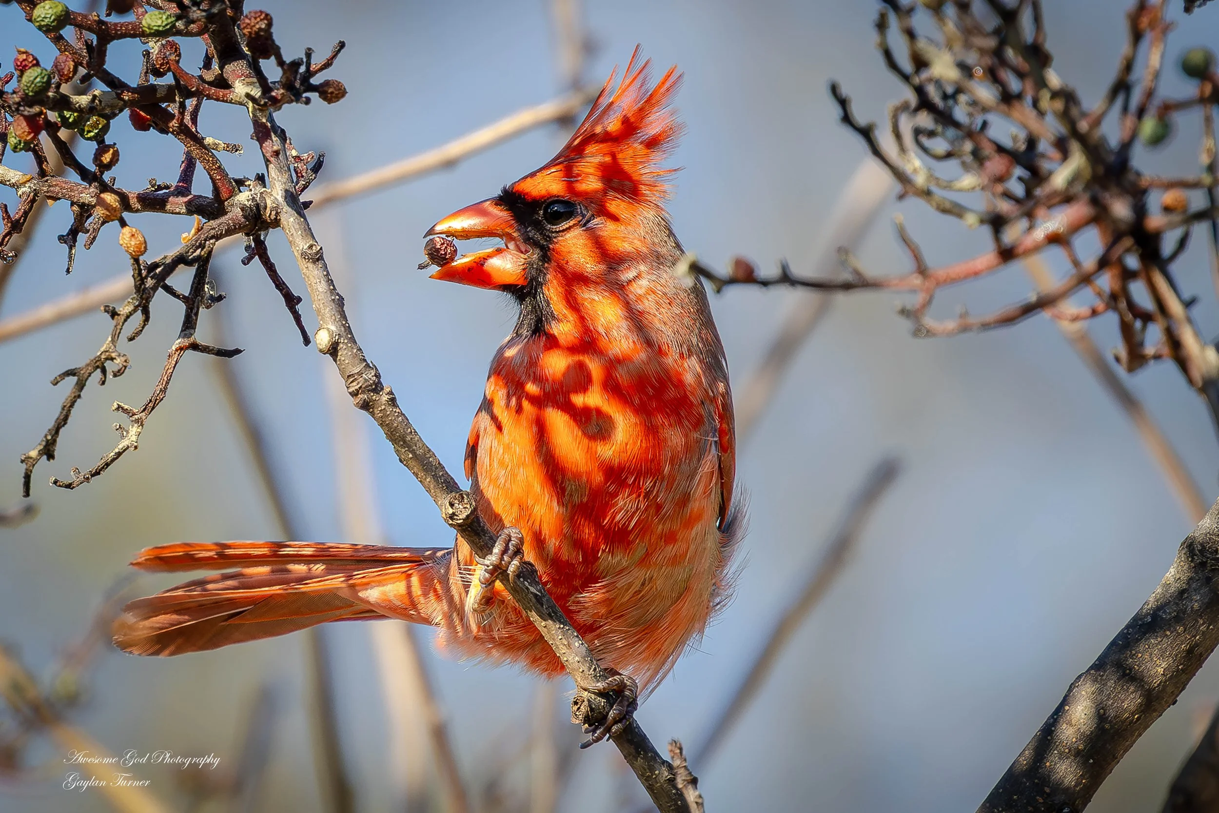 Cardinal Male with seed Channel 8 one (1 of 1).jpg