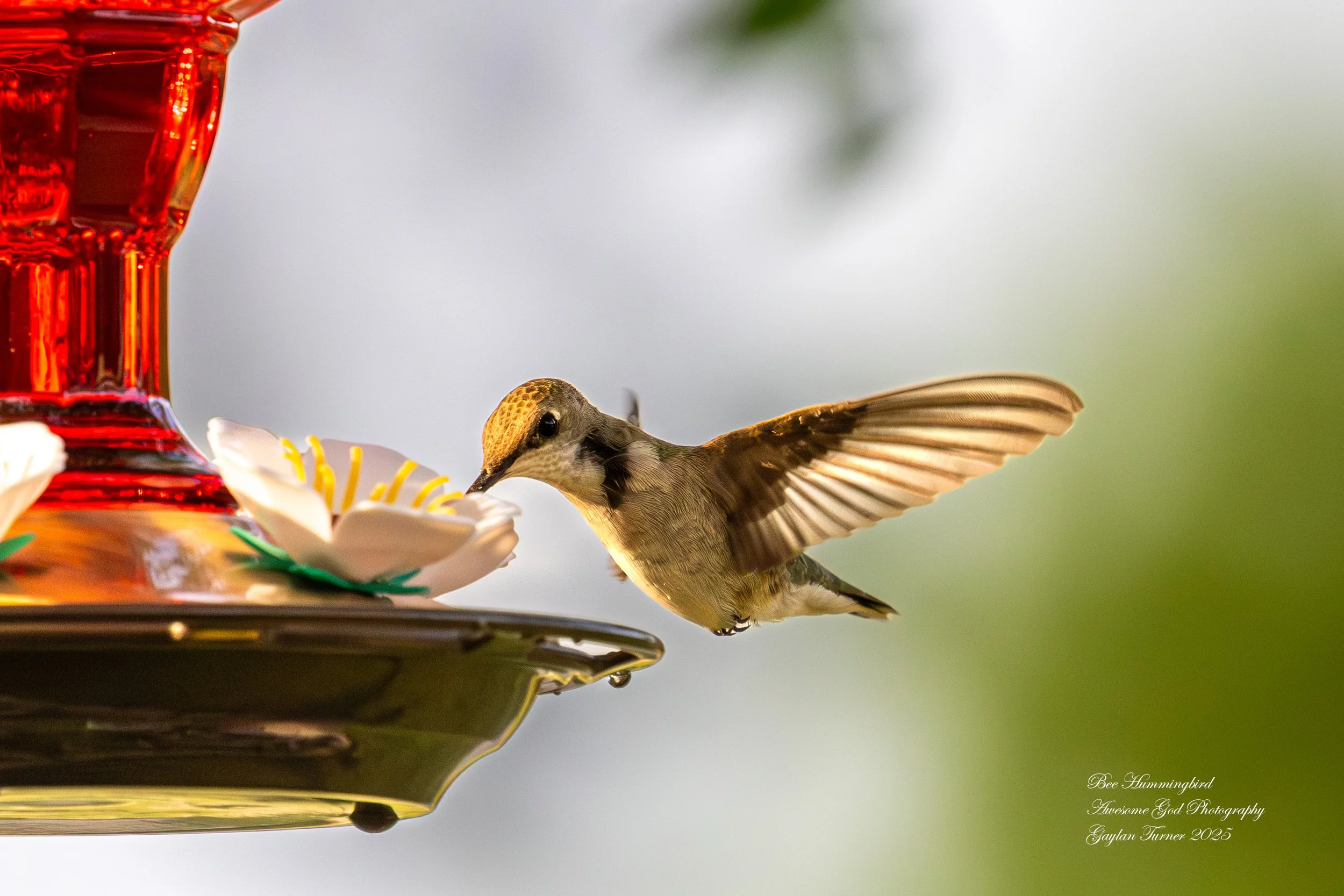 Bee Hummingbird 3.jpg