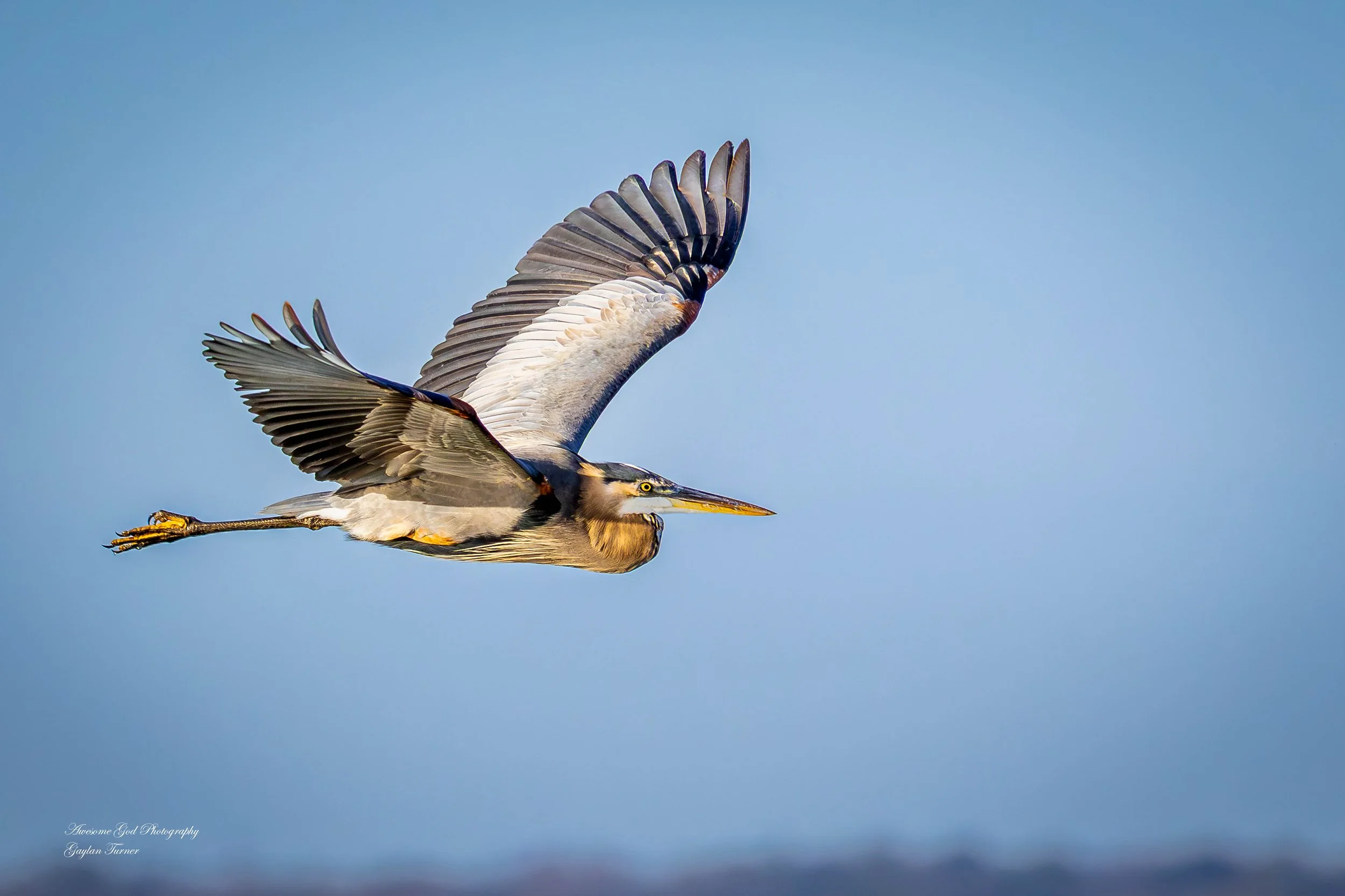 Great Blue Heron Flying Channel 8 one (1 of 1).jpg