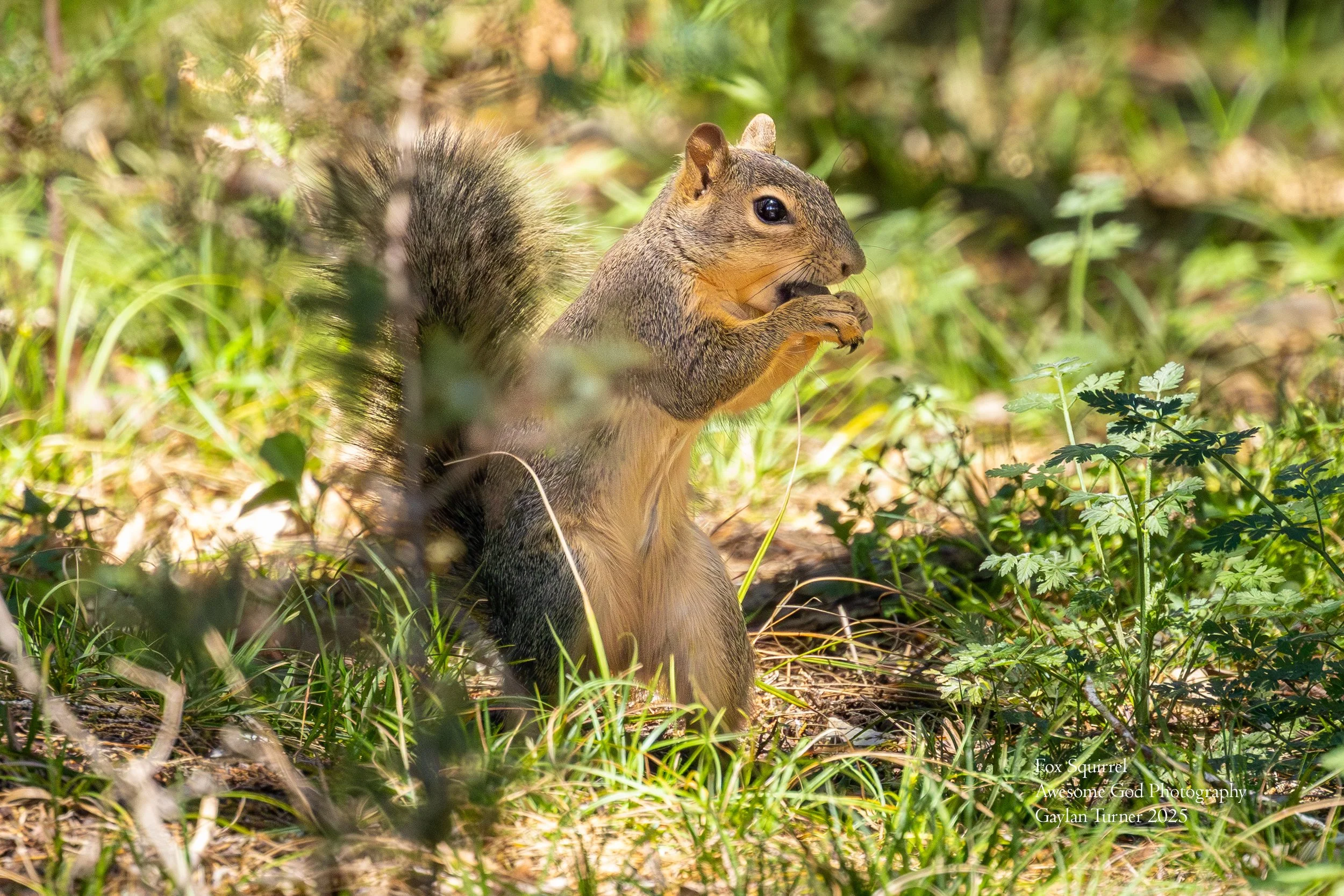 Fox Squirrel 1.jpg