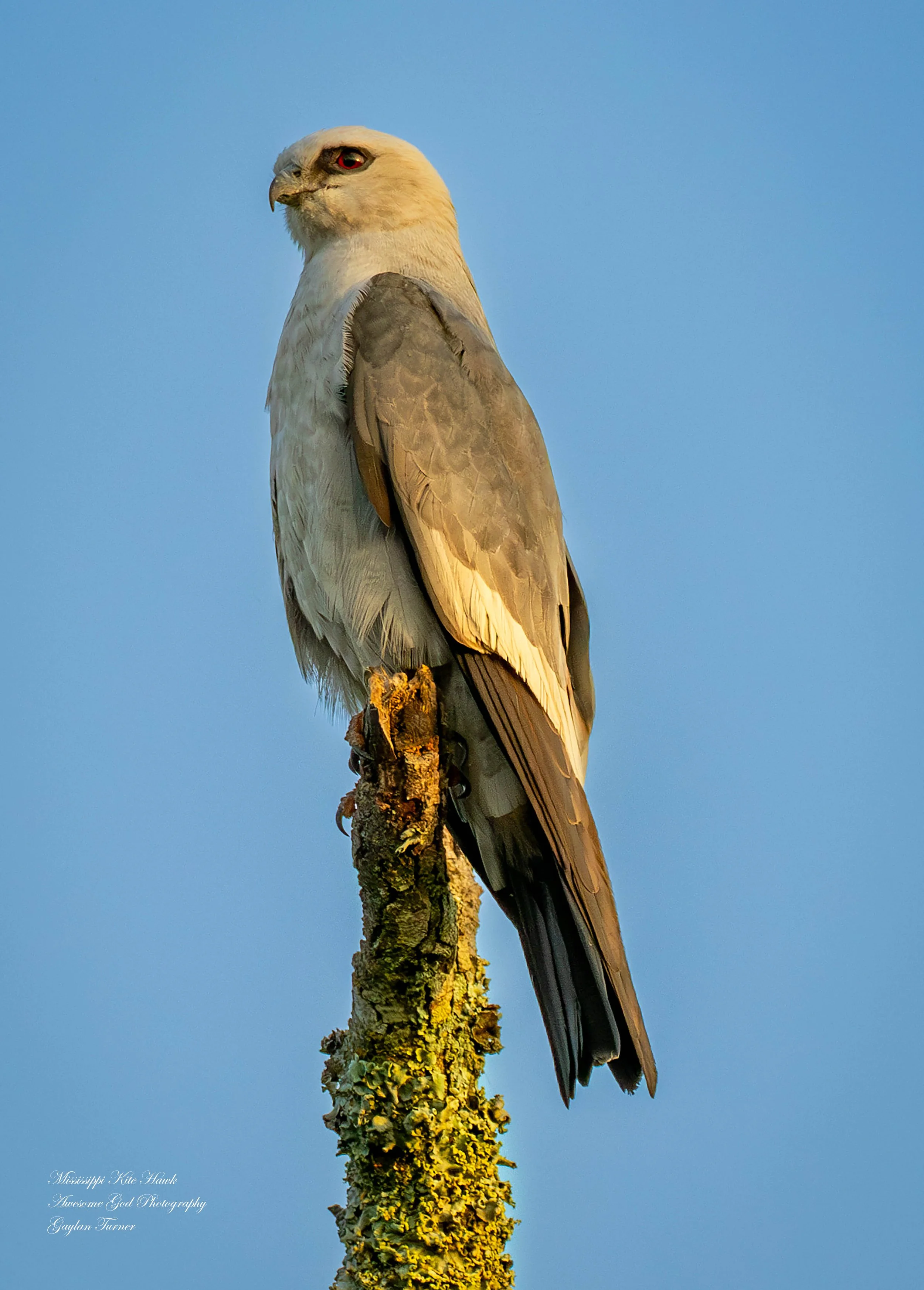 Mississippi Kite Posing channel 8 (1 of 1).jpg