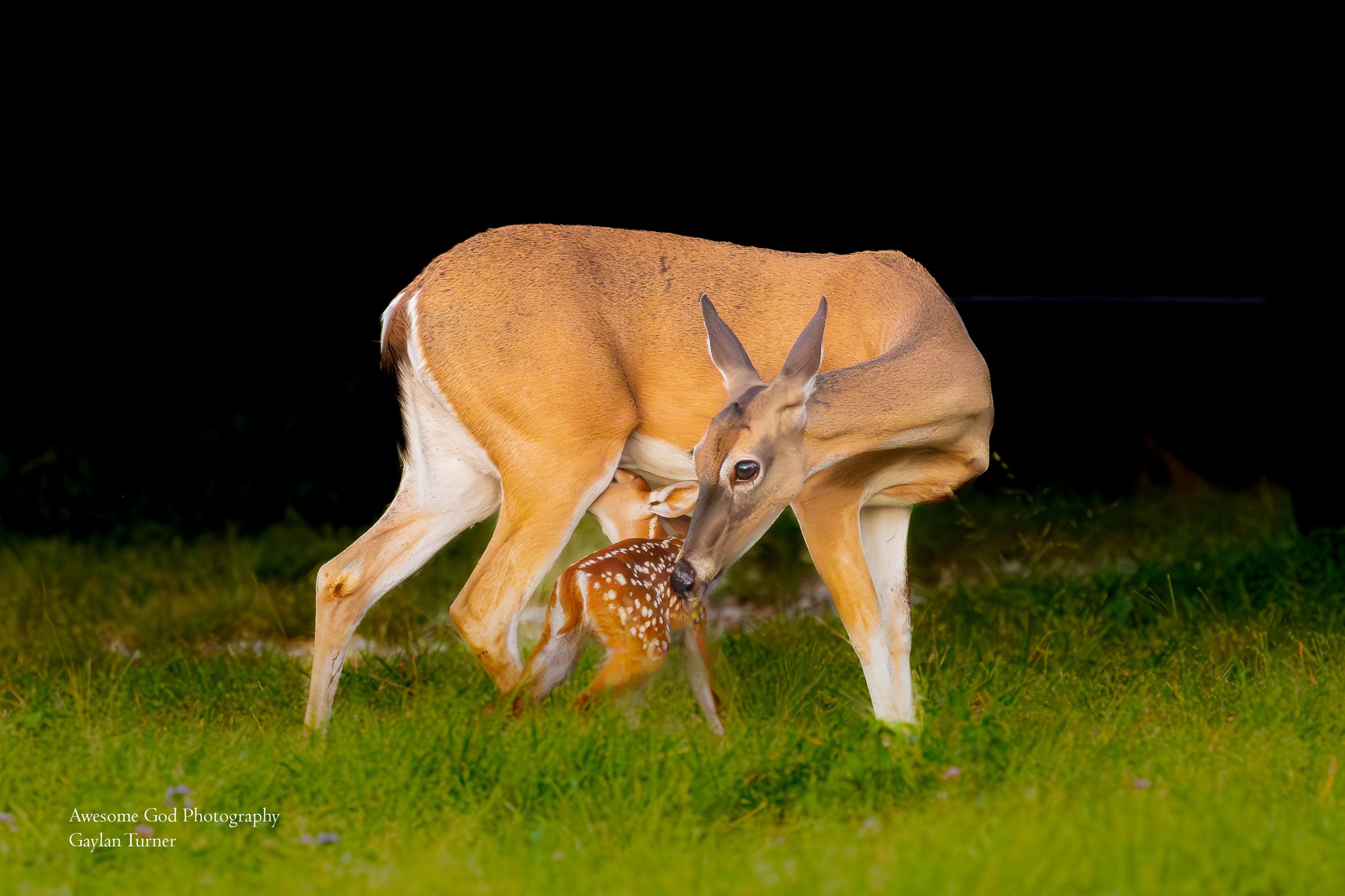 Fawn Nursing 2 -1.jpg