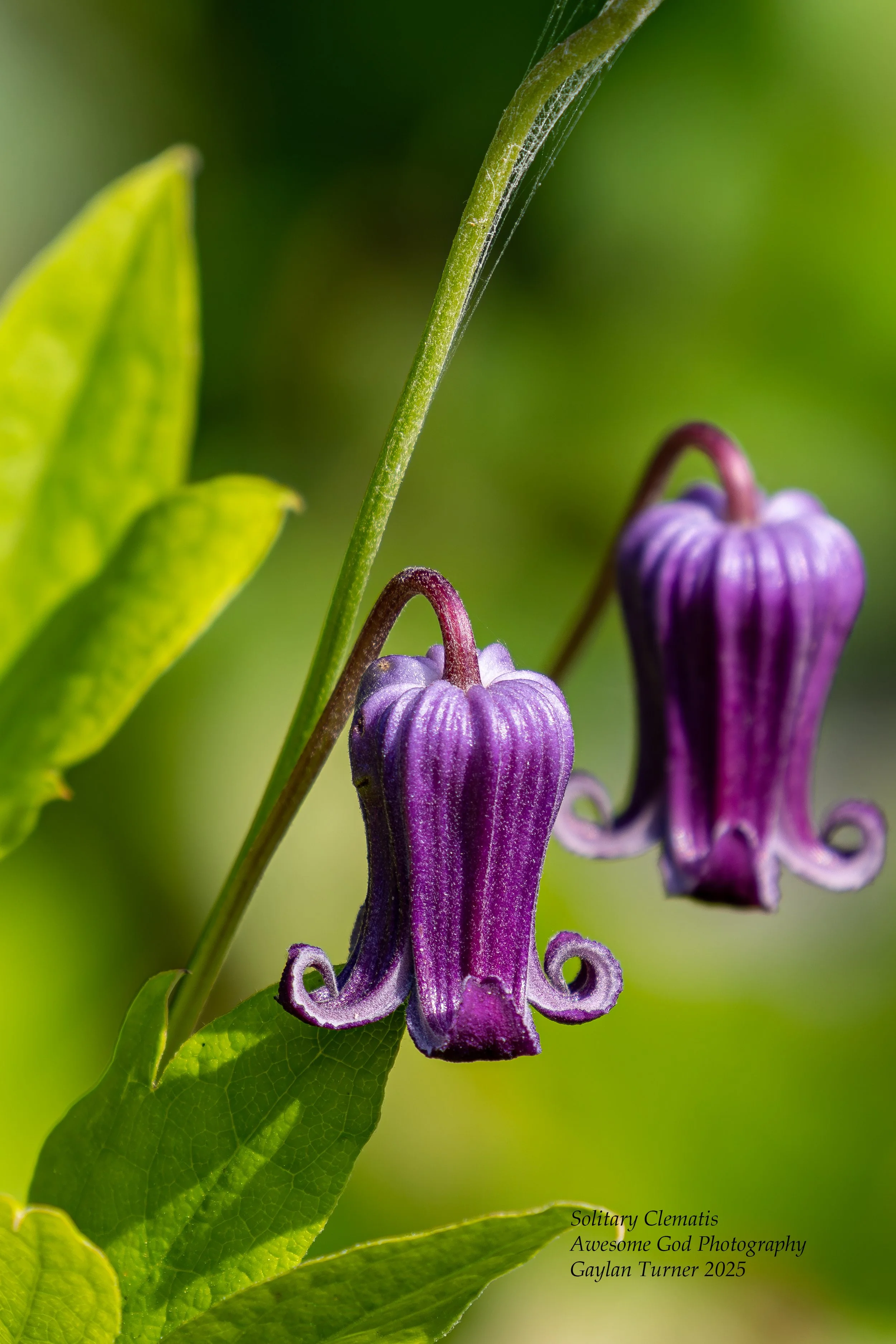 Solitary Clematis-1.jpg
