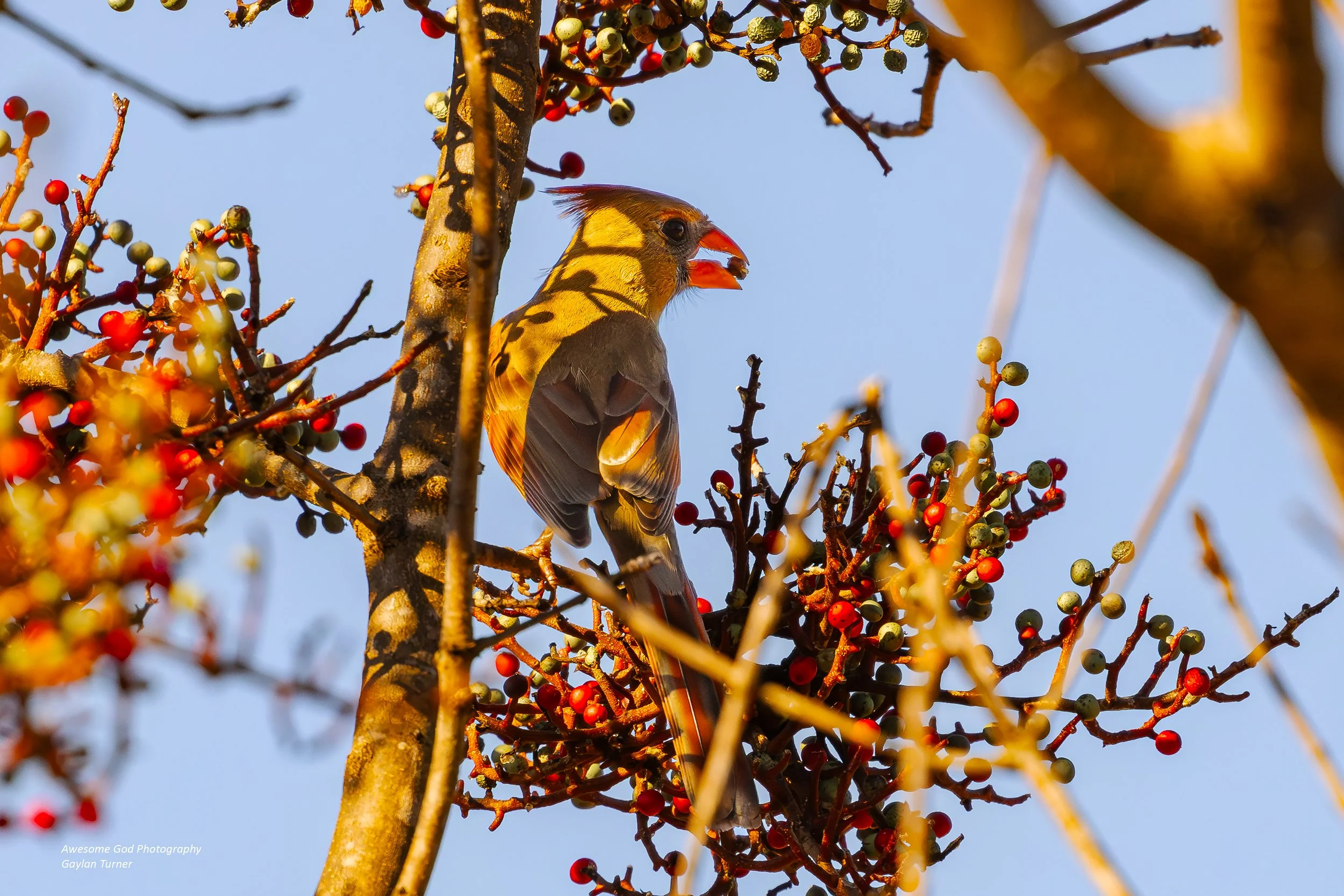 Cardinal Eating Berry 2 Channel 8.jpg