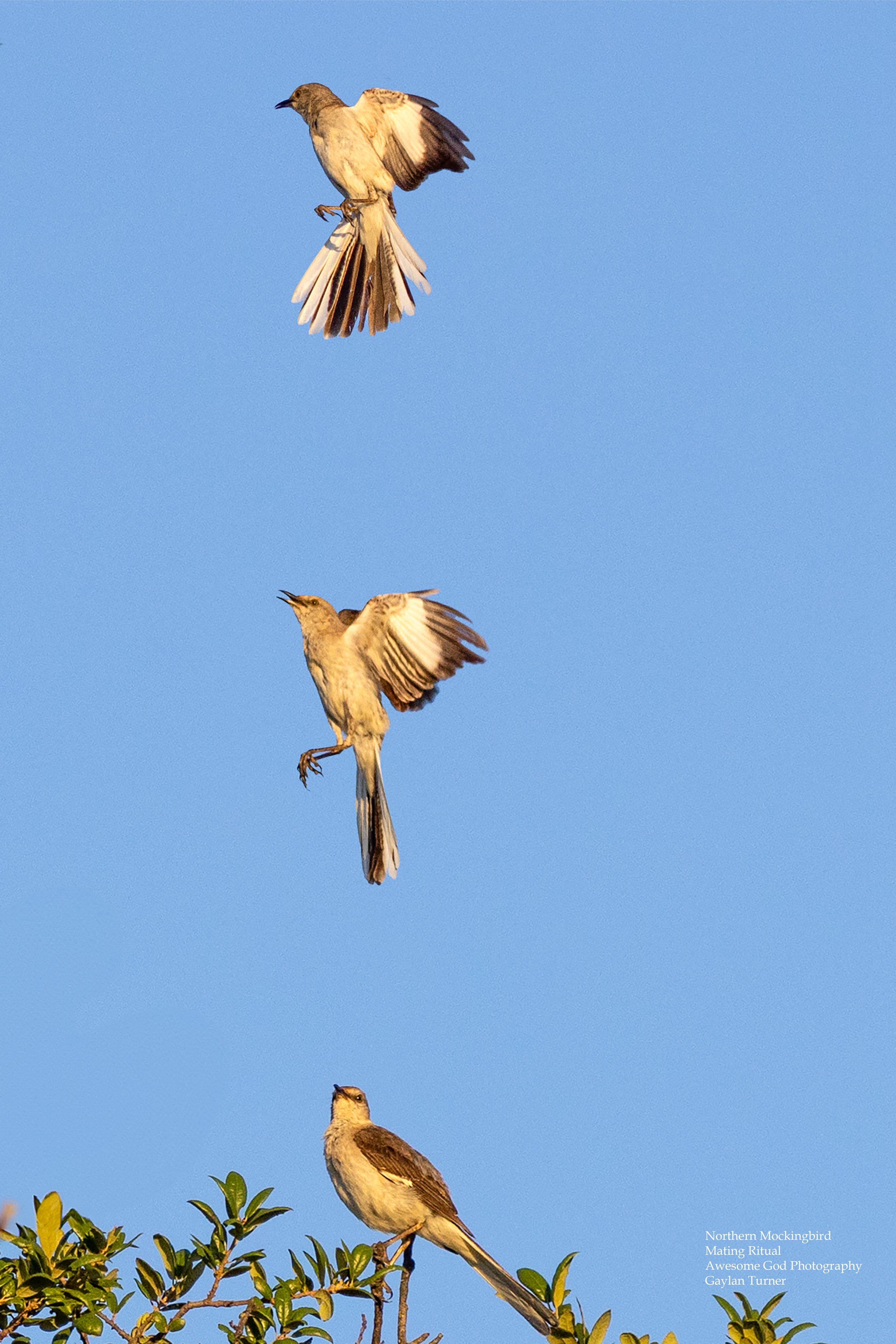 Mockingbird Mating Ritual 2.jpg