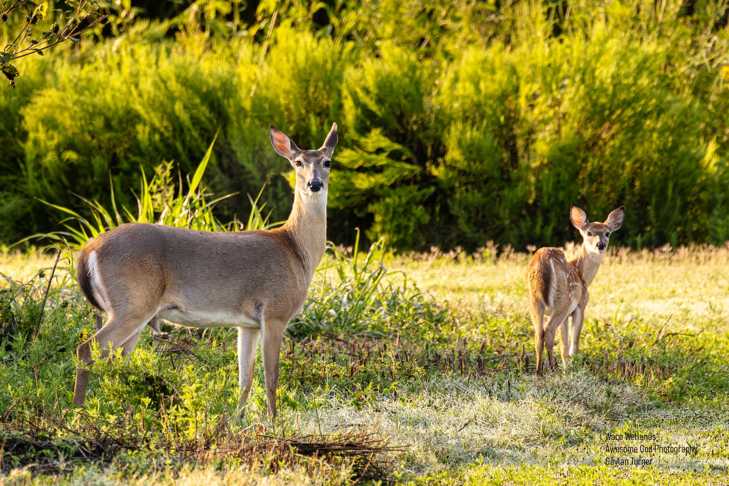 Wetlands Doe and Fawn.jpg