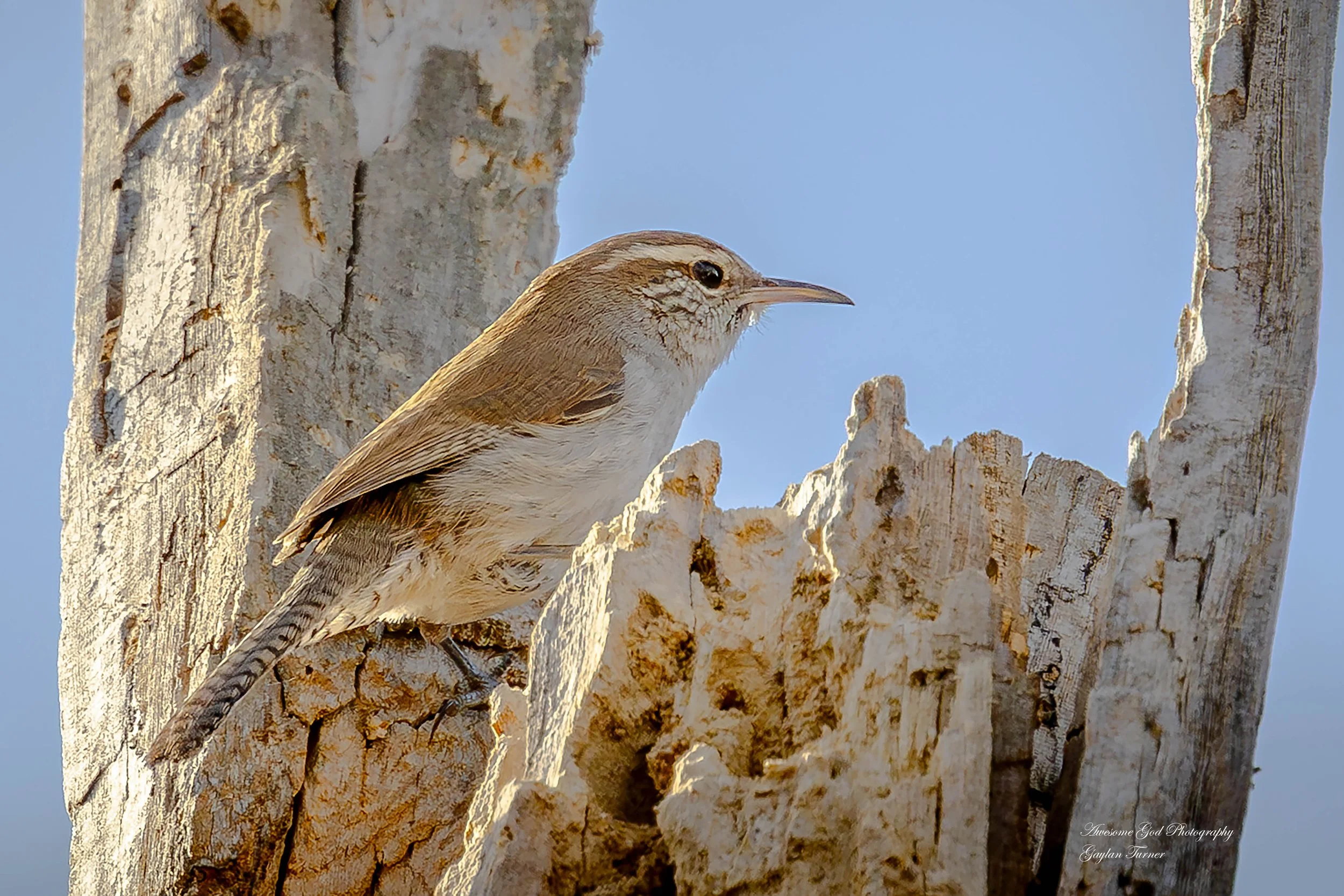 Wren  8 channel 1 (1 of 1).jpg
