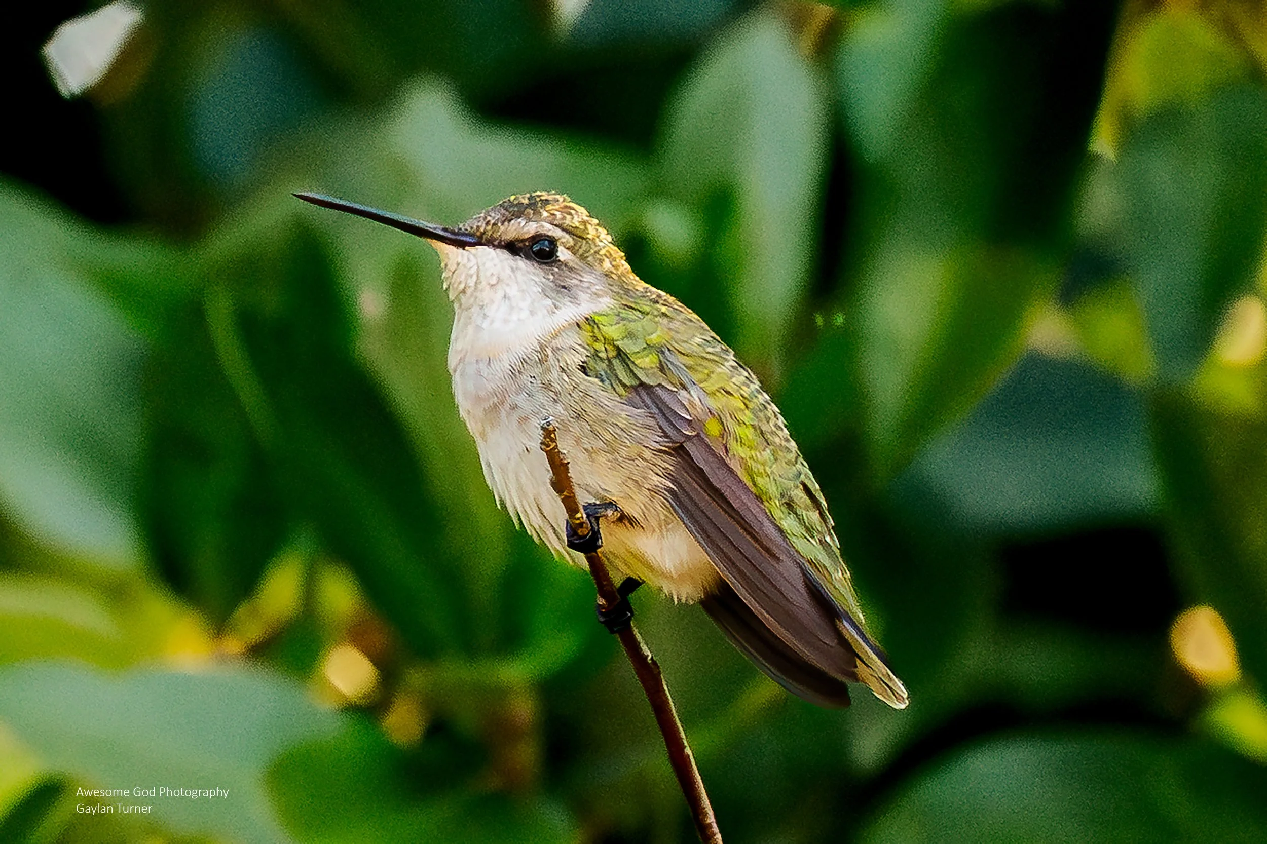Hummingbird at Wetlands 1.jpg