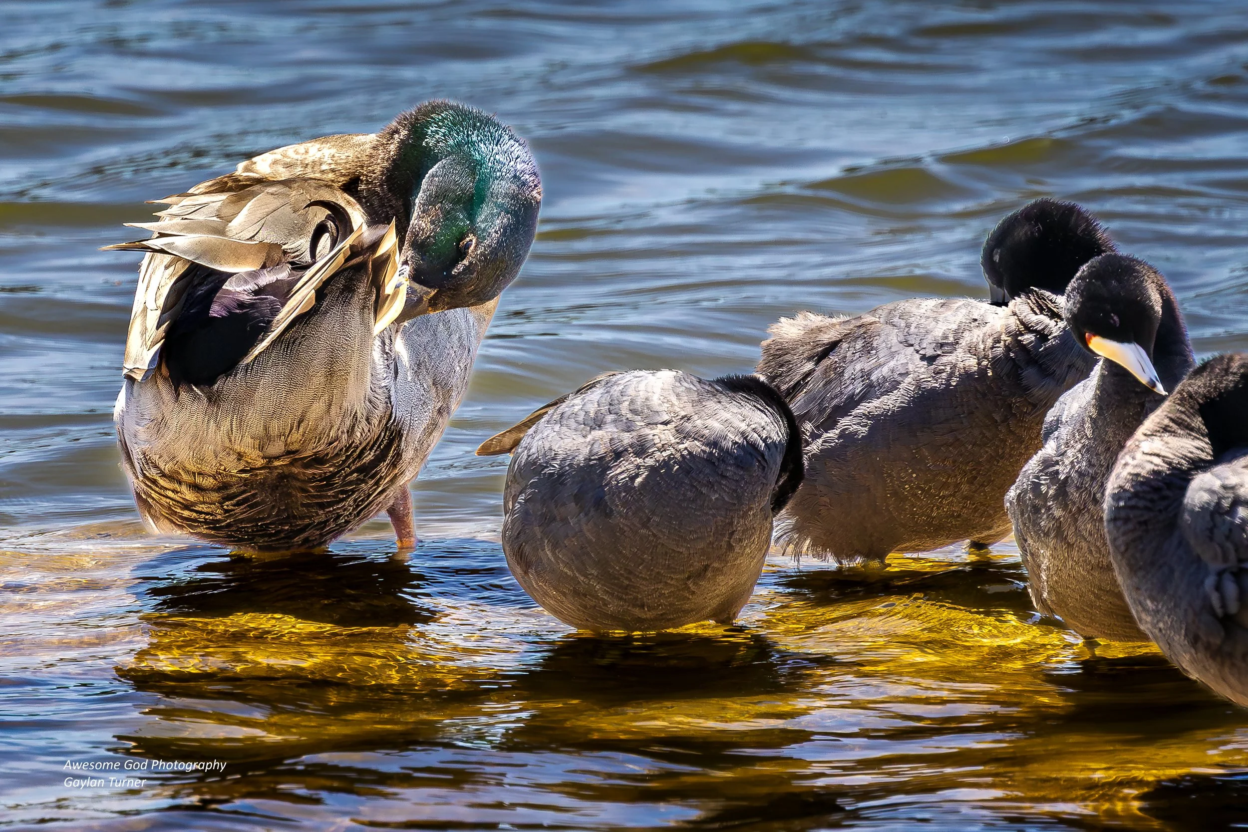 Ducks Sunning  channel 8  (1 of 1).jpg
