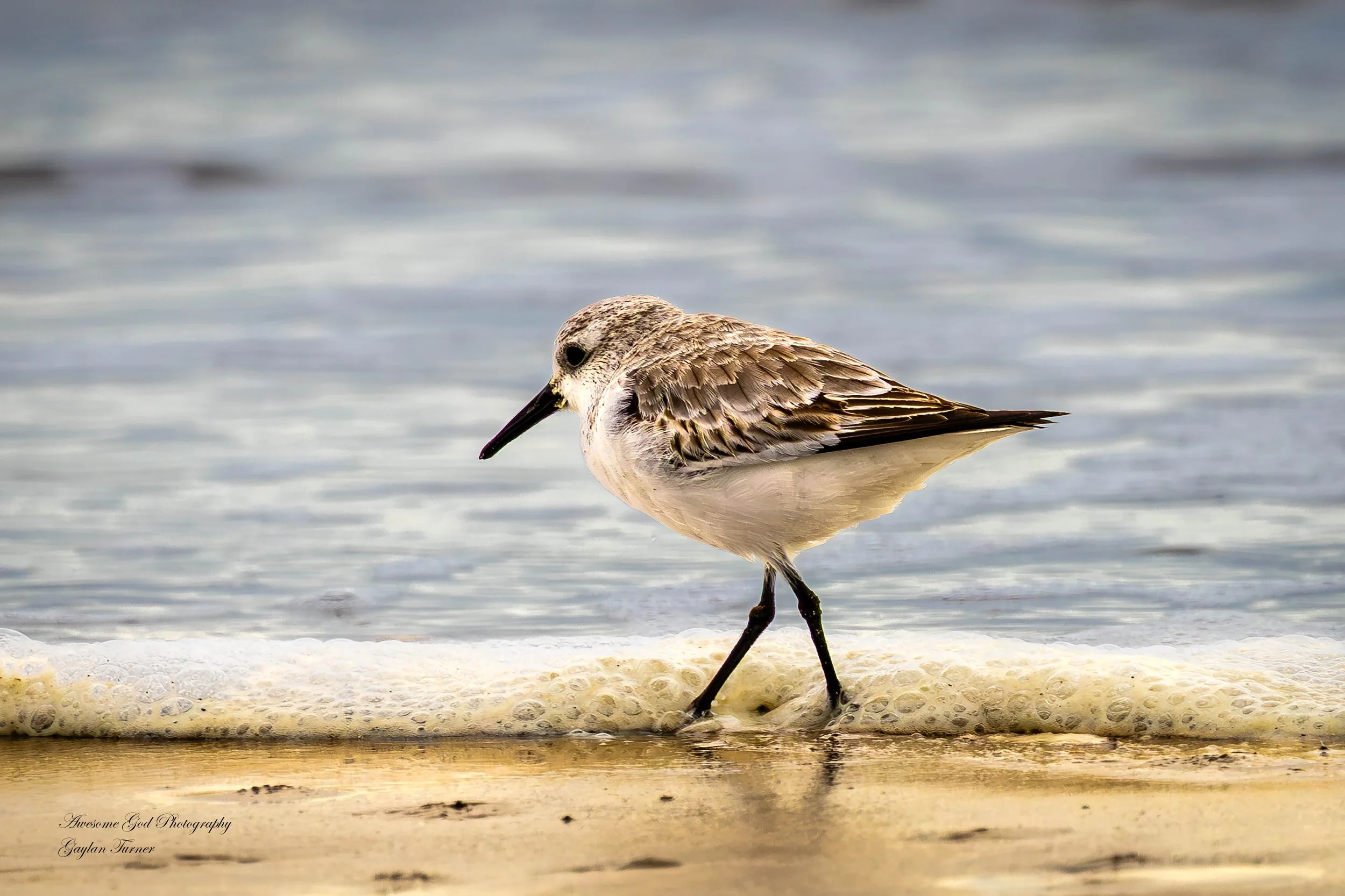 Calidris on Beach channel 8 one (1 of 1).jpg