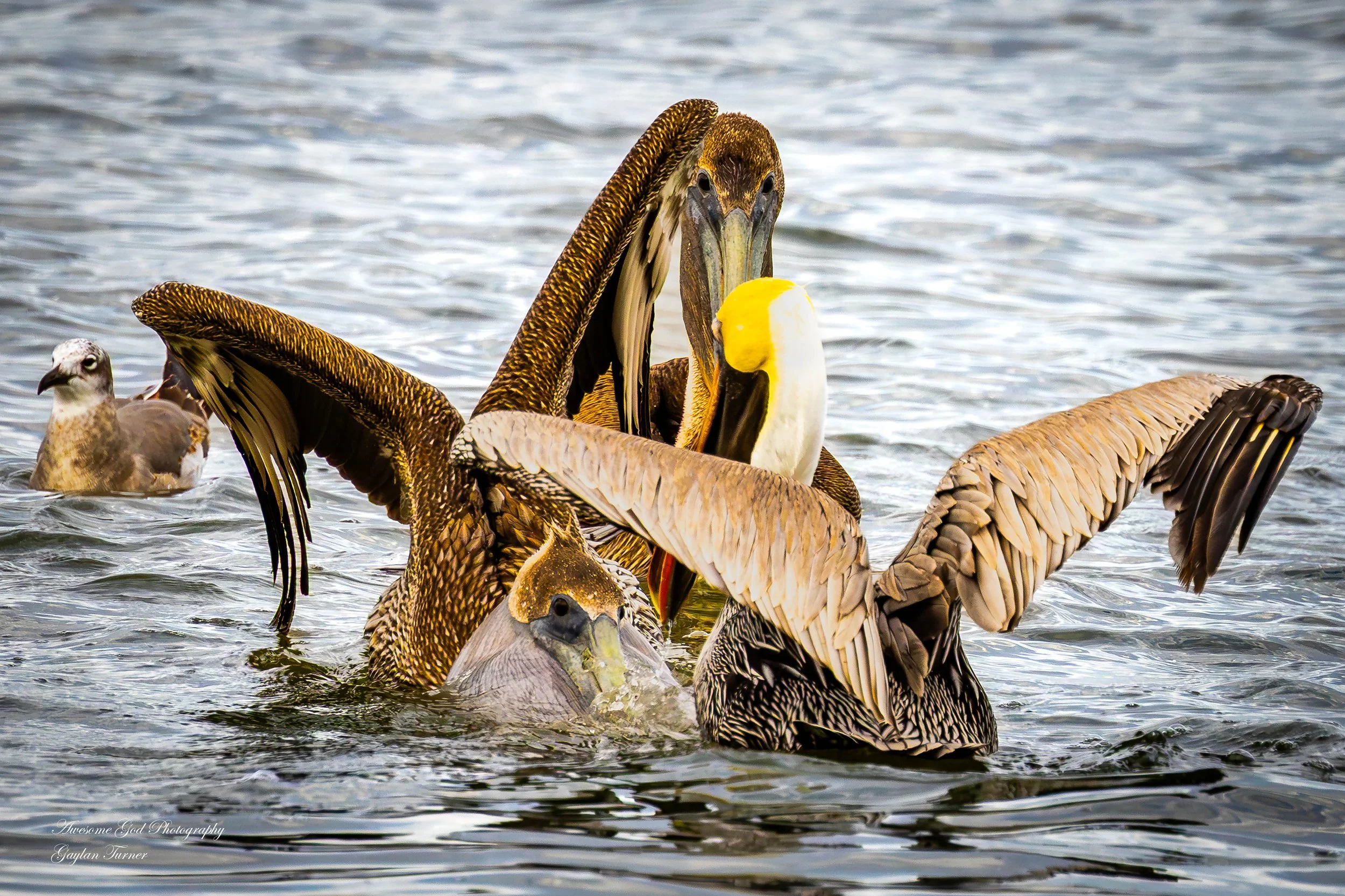 Pelicans fighting close channel 8 two (1 of 1).jpg