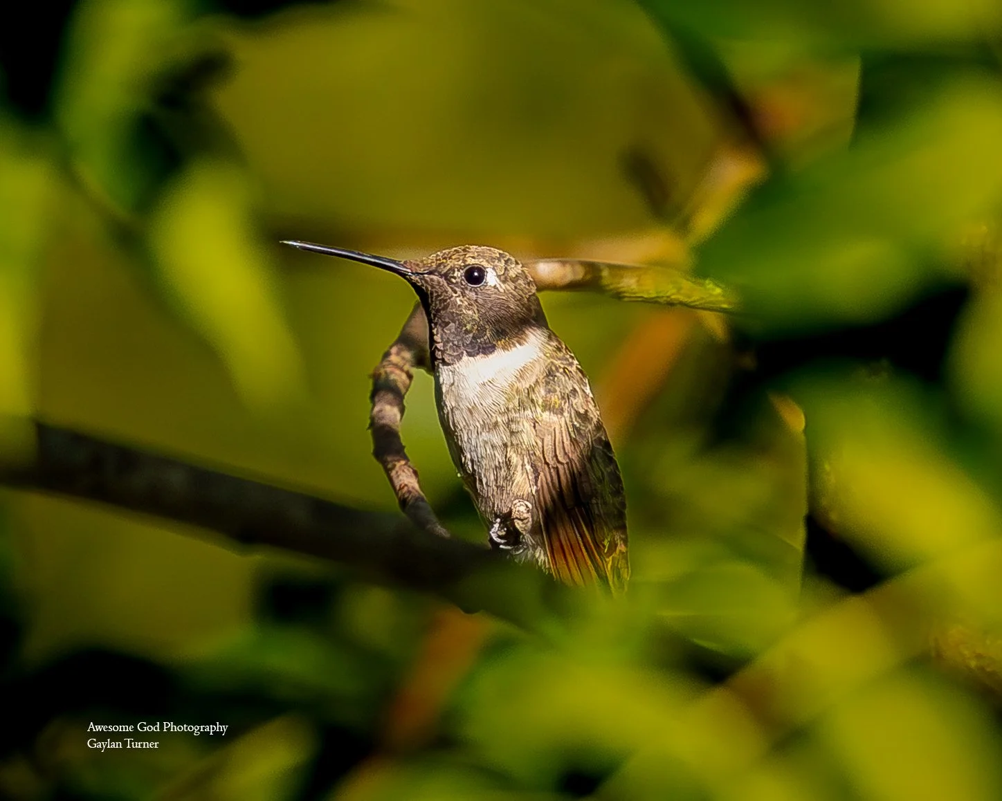 Hummingbird sitting-1.jpg