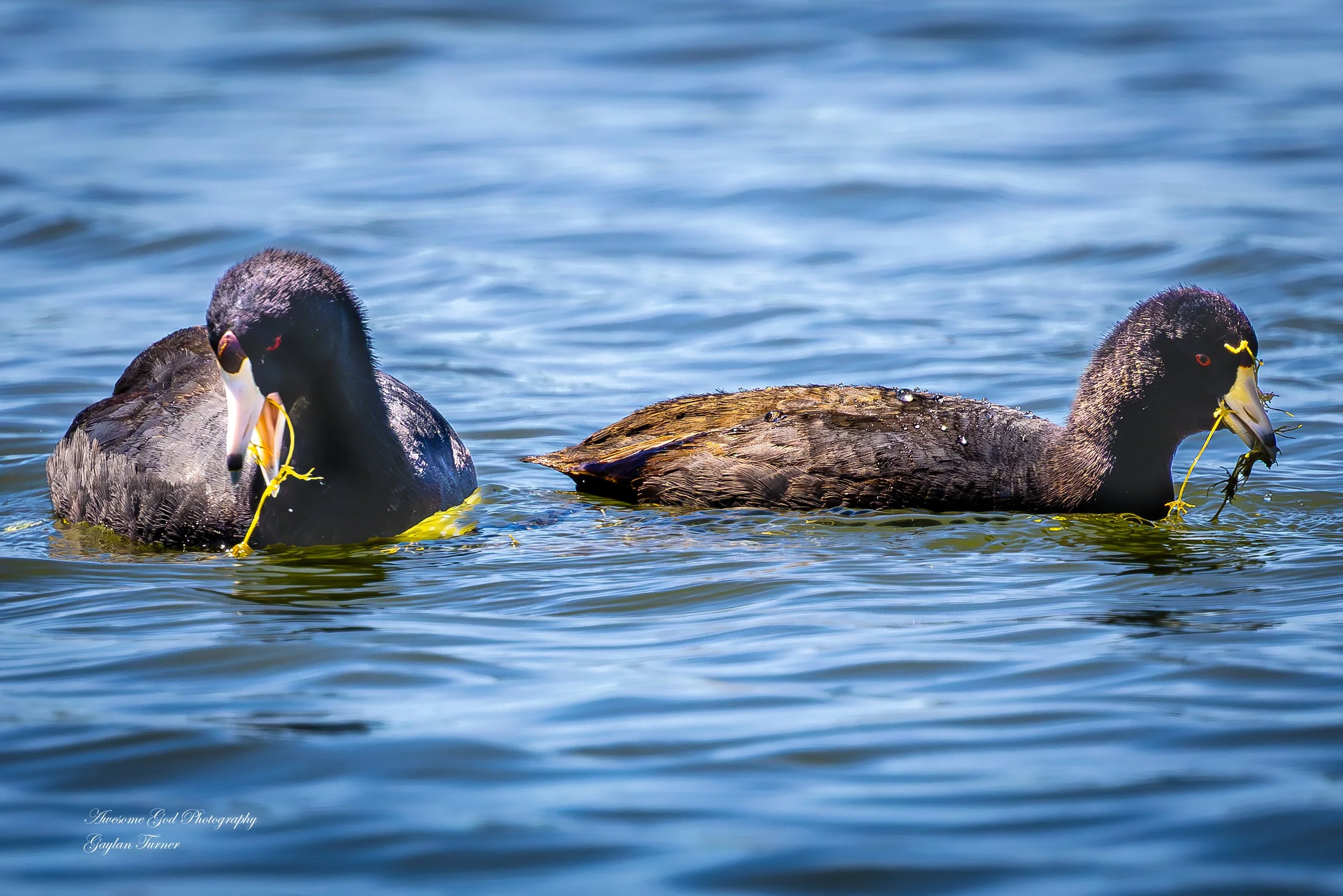 American Coots 1  channel 8  (1 of 1).jpg