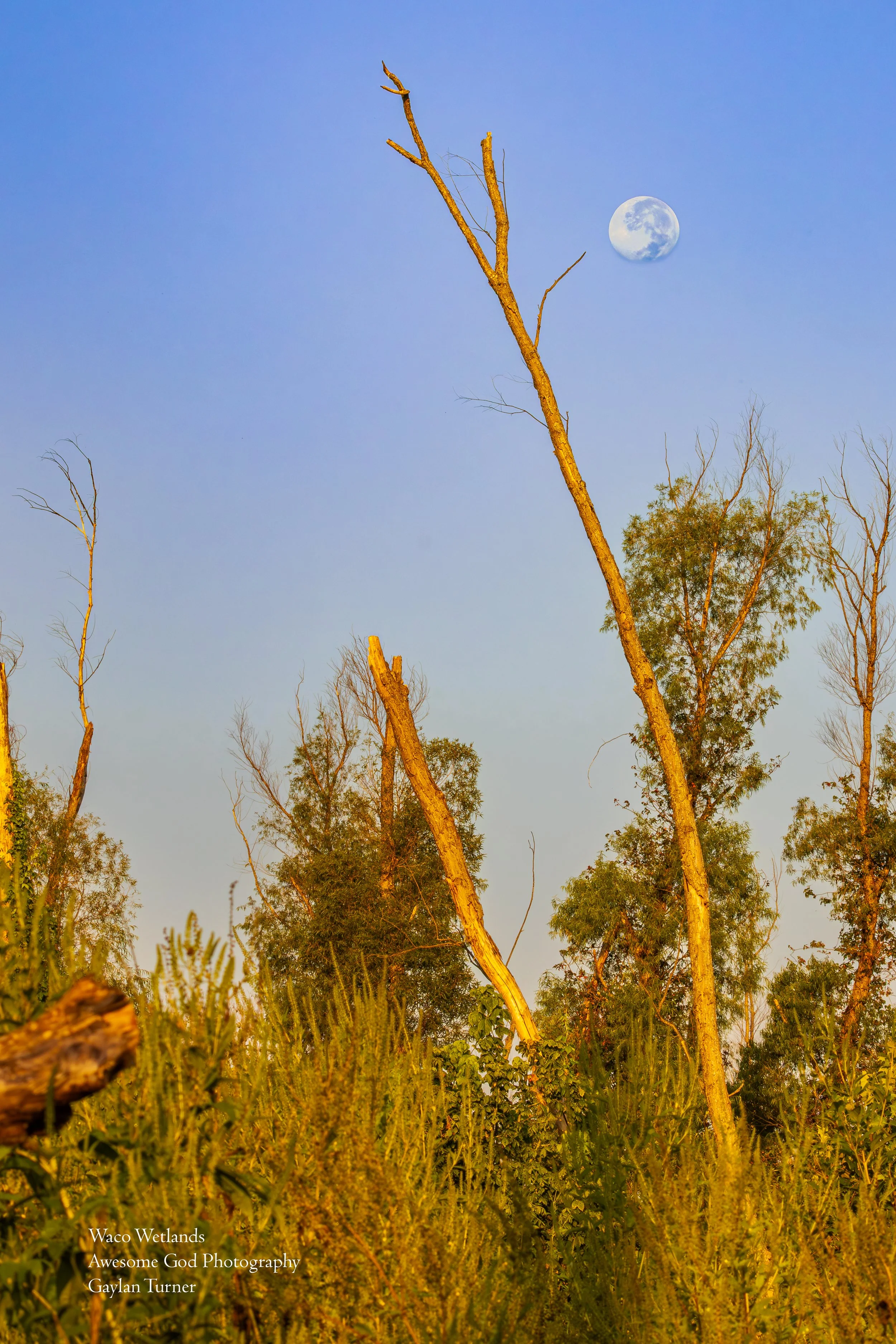 Waco Wetlands Daytime Moon 3-2.jpg