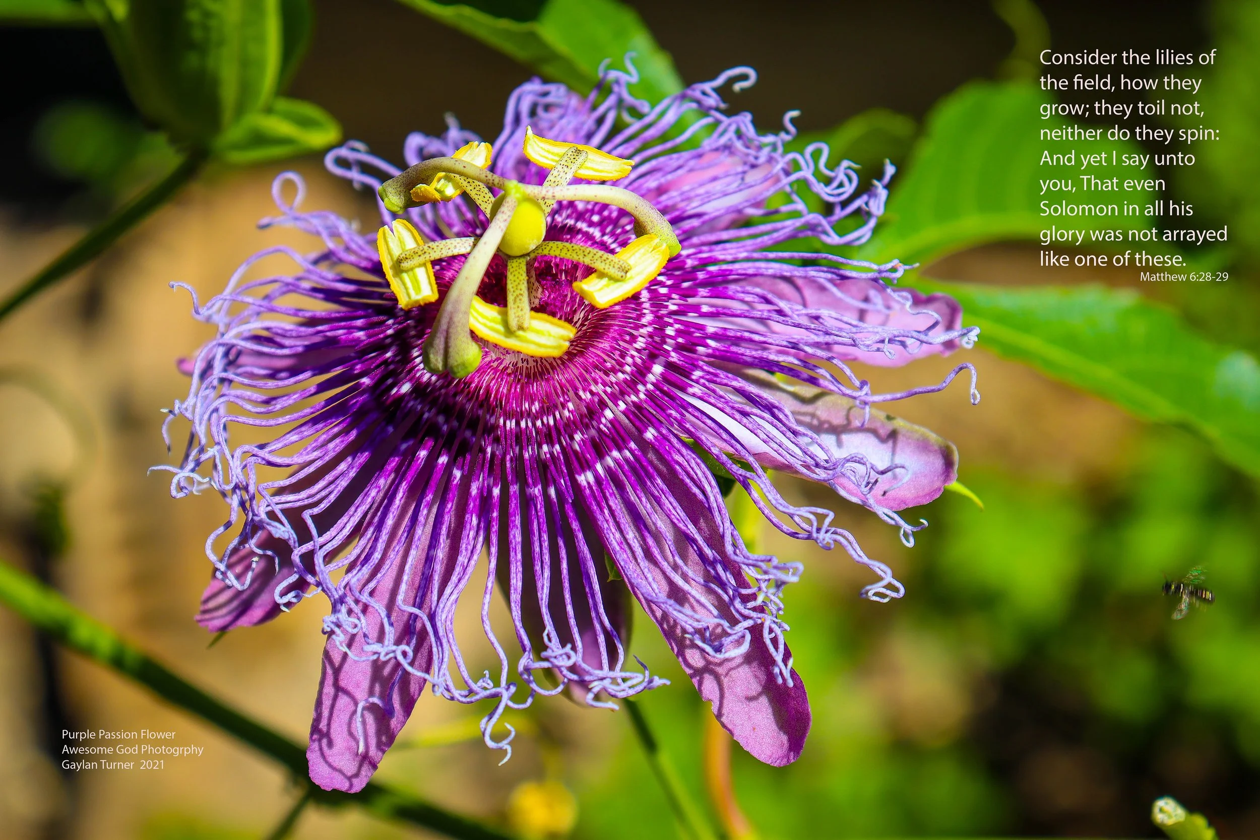 Purple Passion Flower With Bee channel 8 (1 of 1).jpg