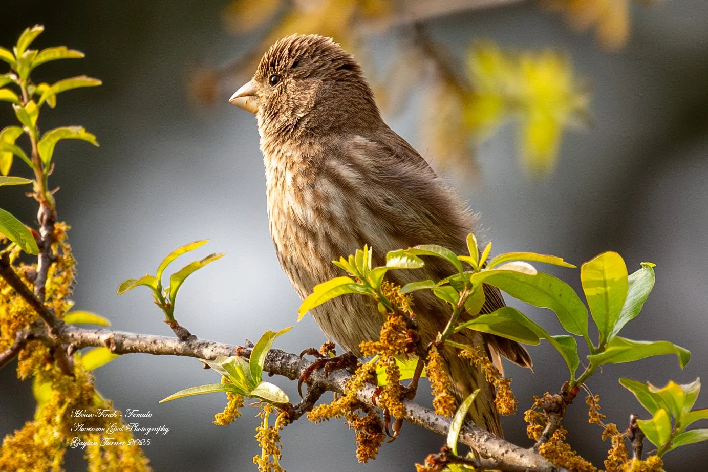 House Finch - Female_.jpg
